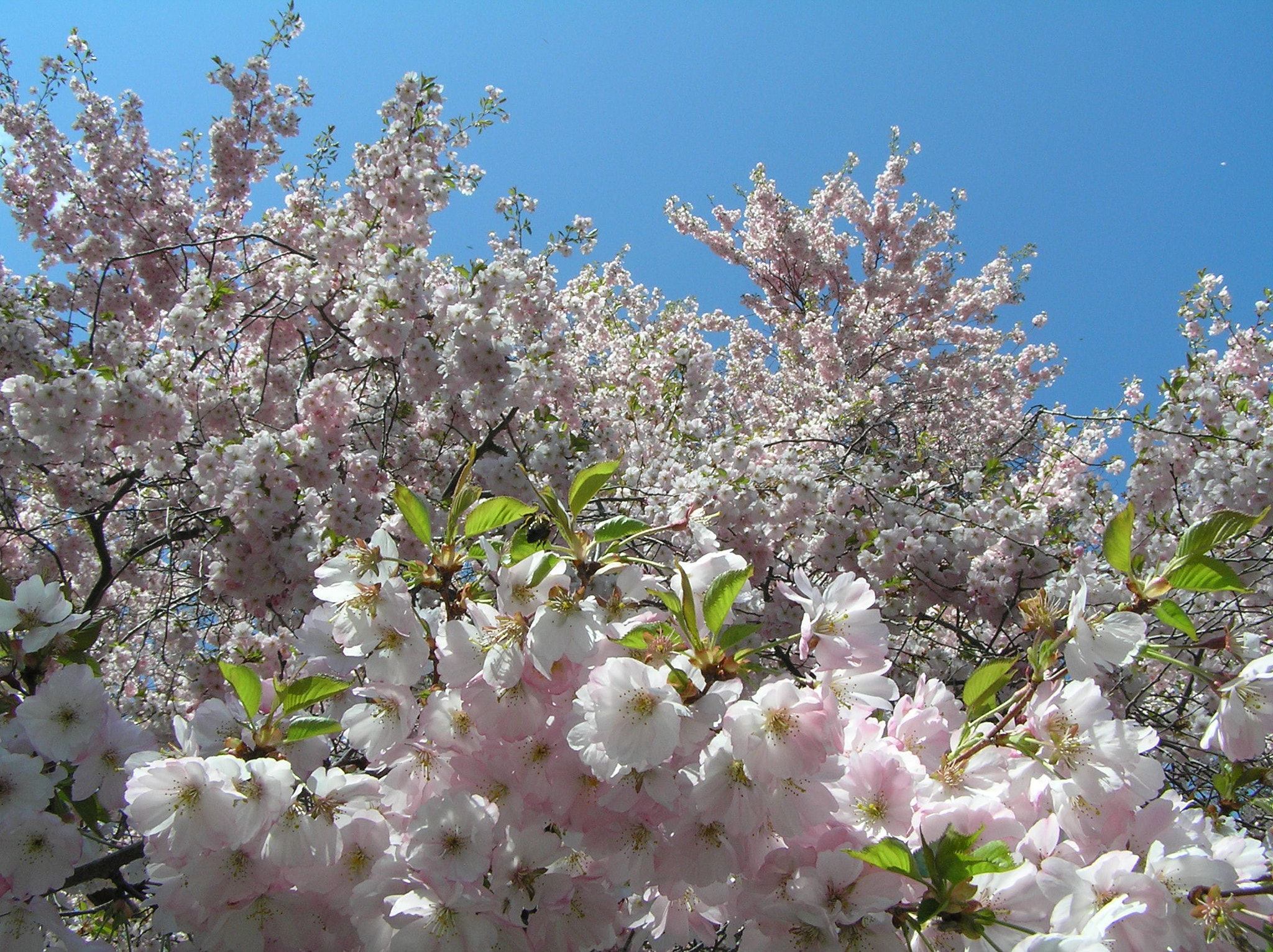 Olympus C770UZ sample photo. Cherry blossoms at niagara parks botanical gardens photography