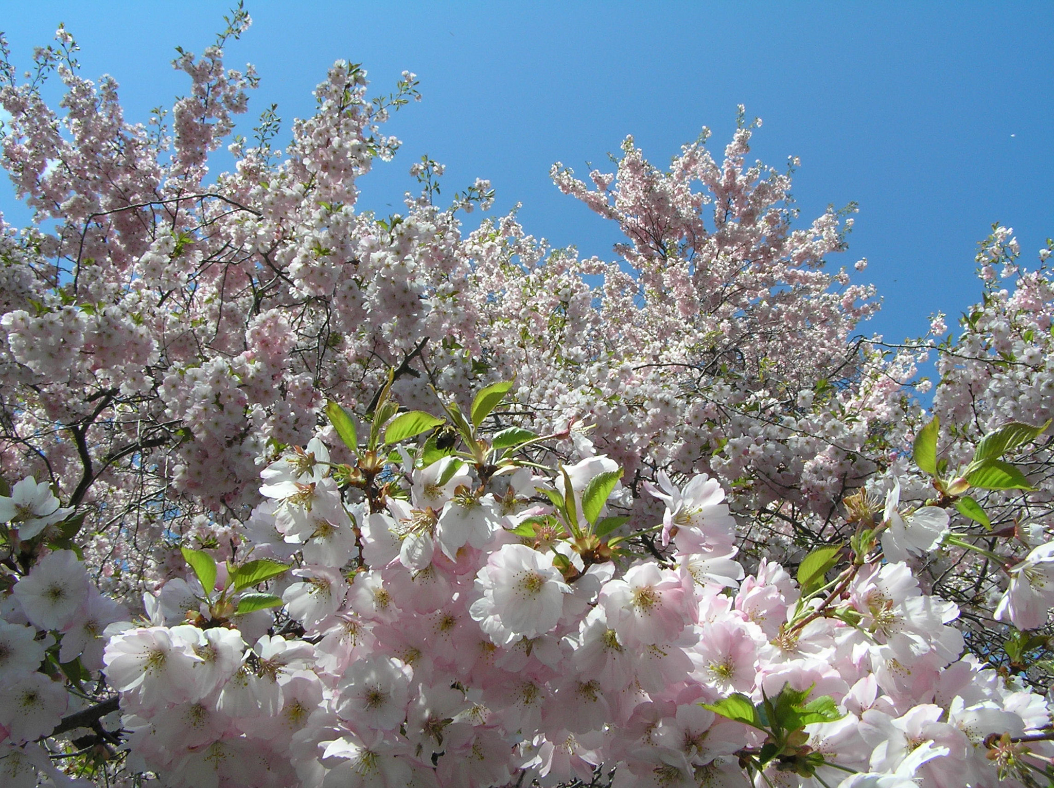Olympus C770UZ sample photo. Cherry blossoms at niagara parks botanical gardens photography