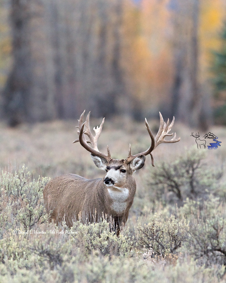 Trophy non-typical mule deer buck by Daryl L. Hunter - Photo 19808587 ...