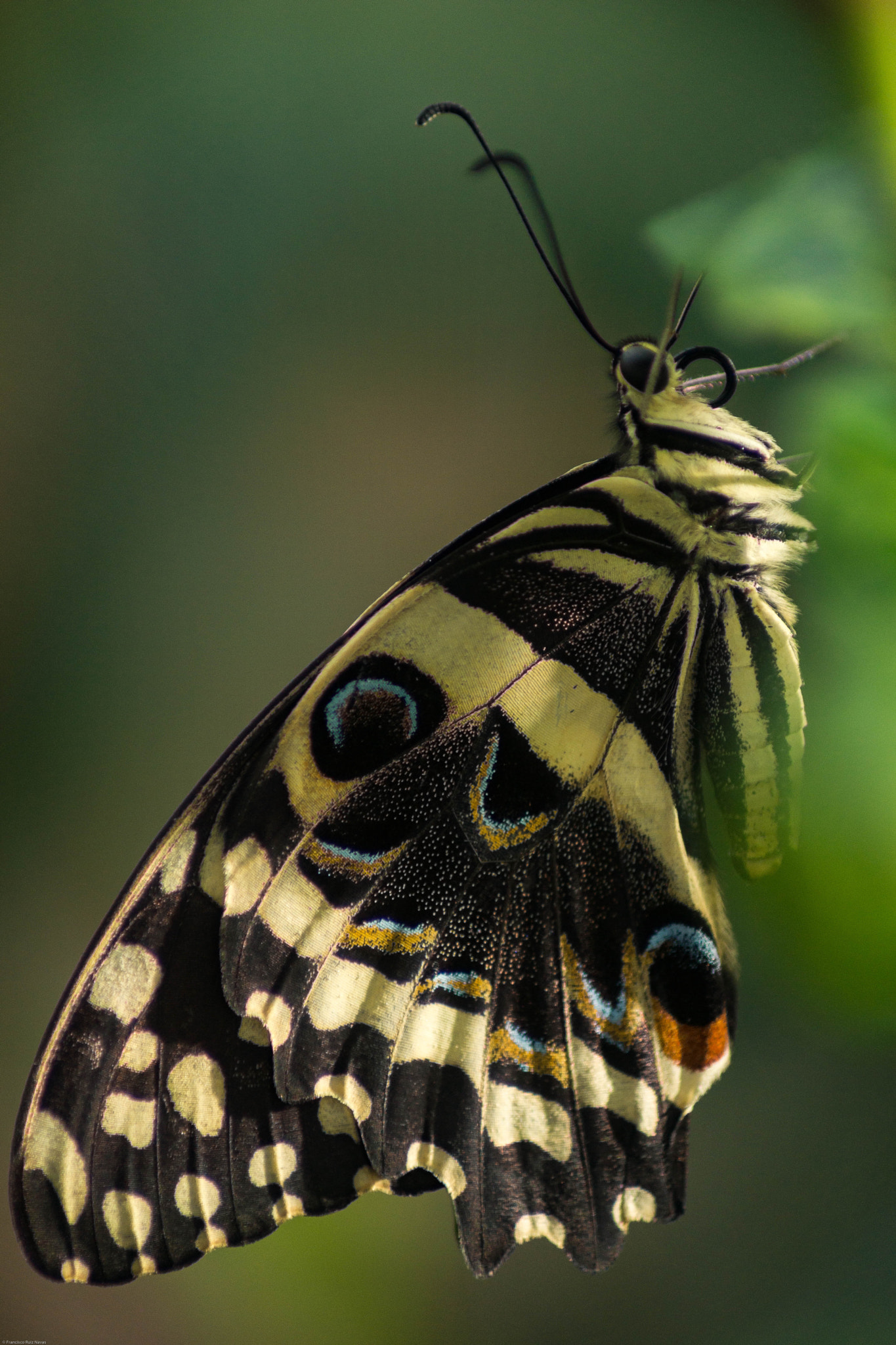 Sony SLT-A65 (SLT-A65V) + Tamron SP 24-70mm F2.8 Di VC USD sample photo. Butterfly photography