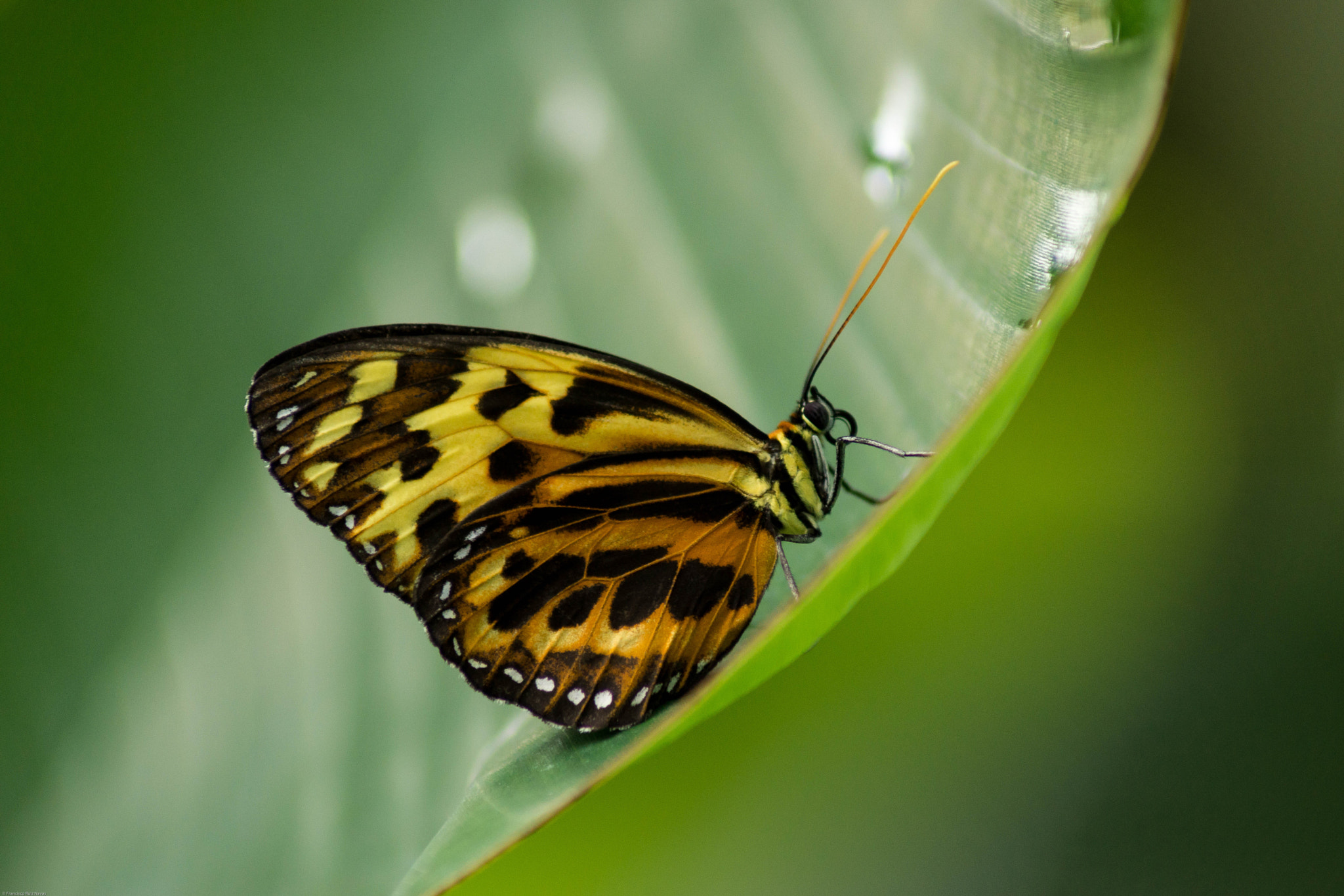 Sony SLT-A65 (SLT-A65V) sample photo. Butterfly photography