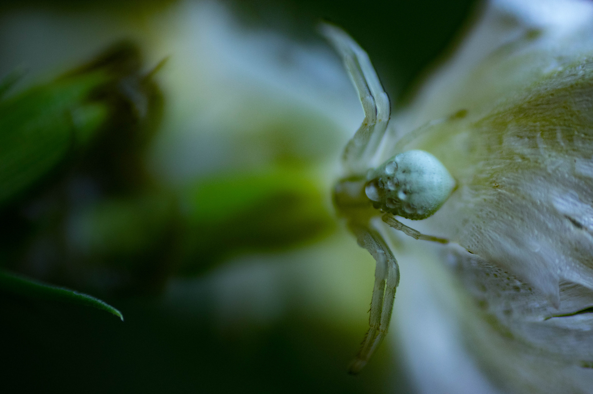 Pentax K-3 + Sigma sample photo. Posing spider photography