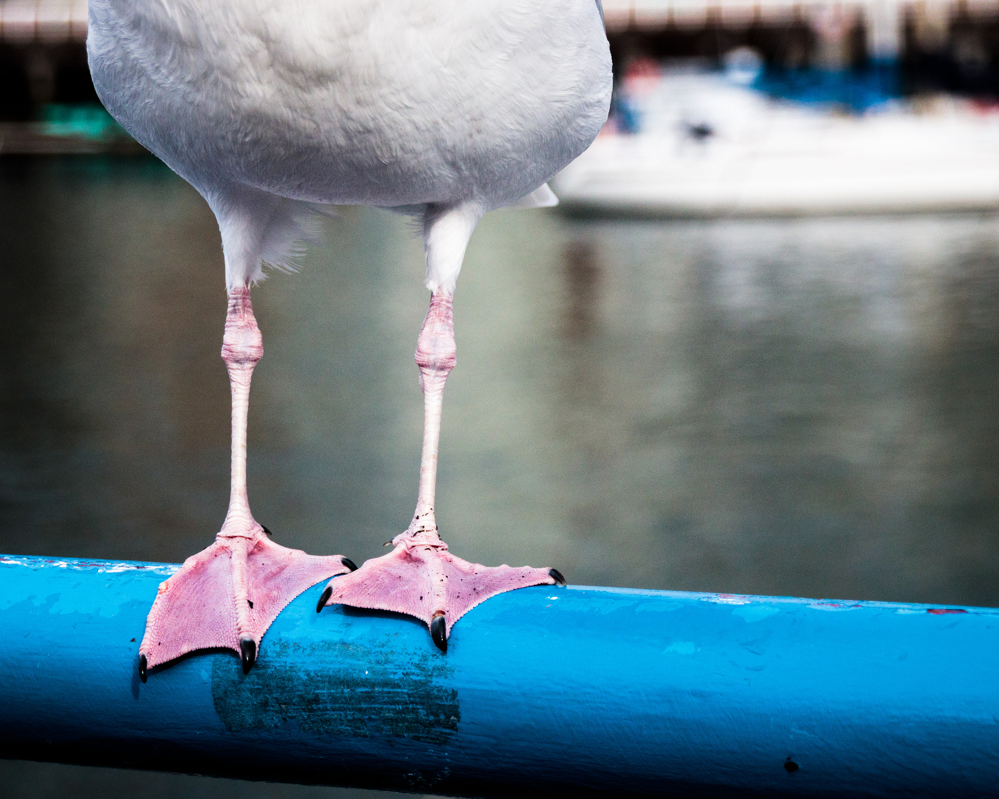 Sigma 18-250mm F3.5-6.3 DC OS HSM sample photo. Knobbly knees photography