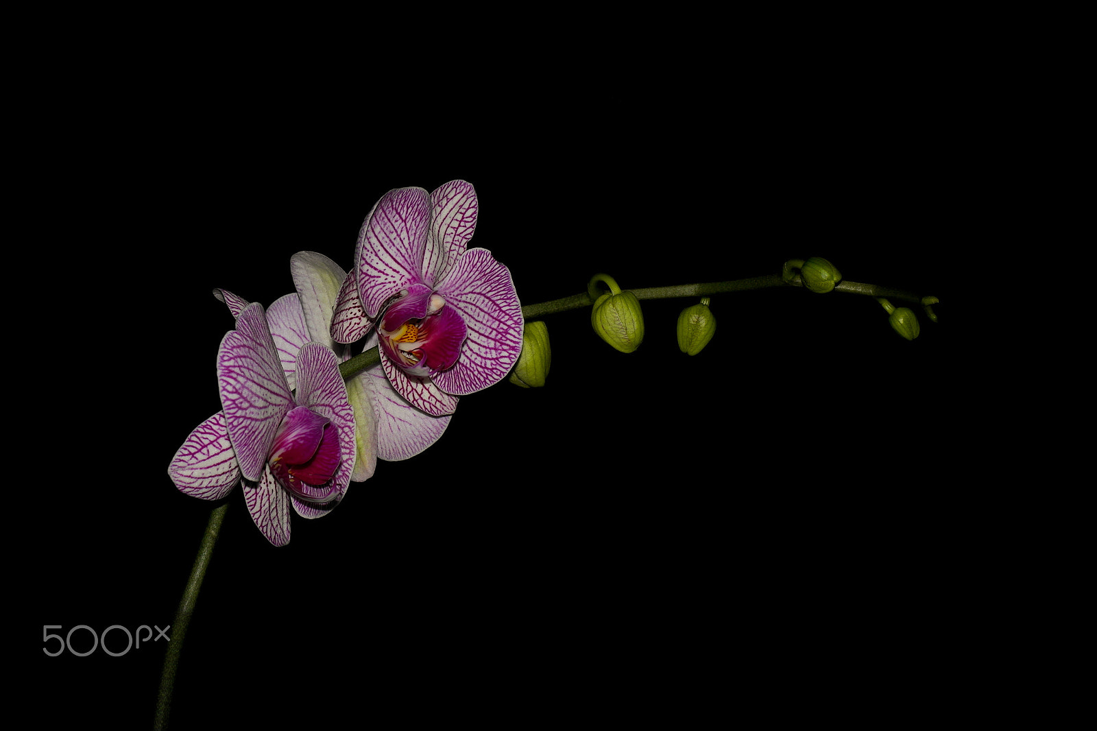 Samsung NX20 sample photo. Orkide / orchid photography
