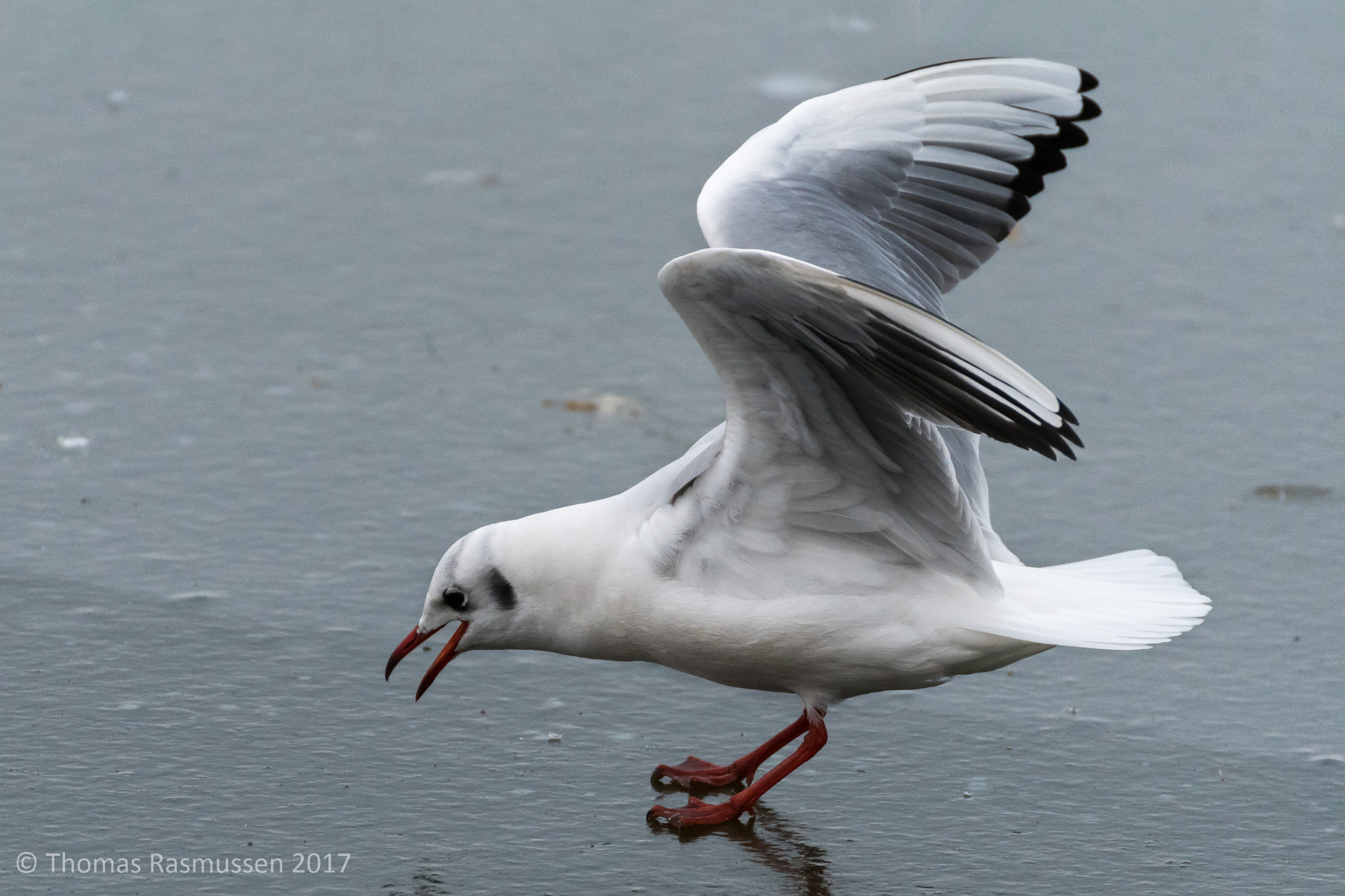 Nikon D500 sample photo. Oops..put the brakes on! photography
