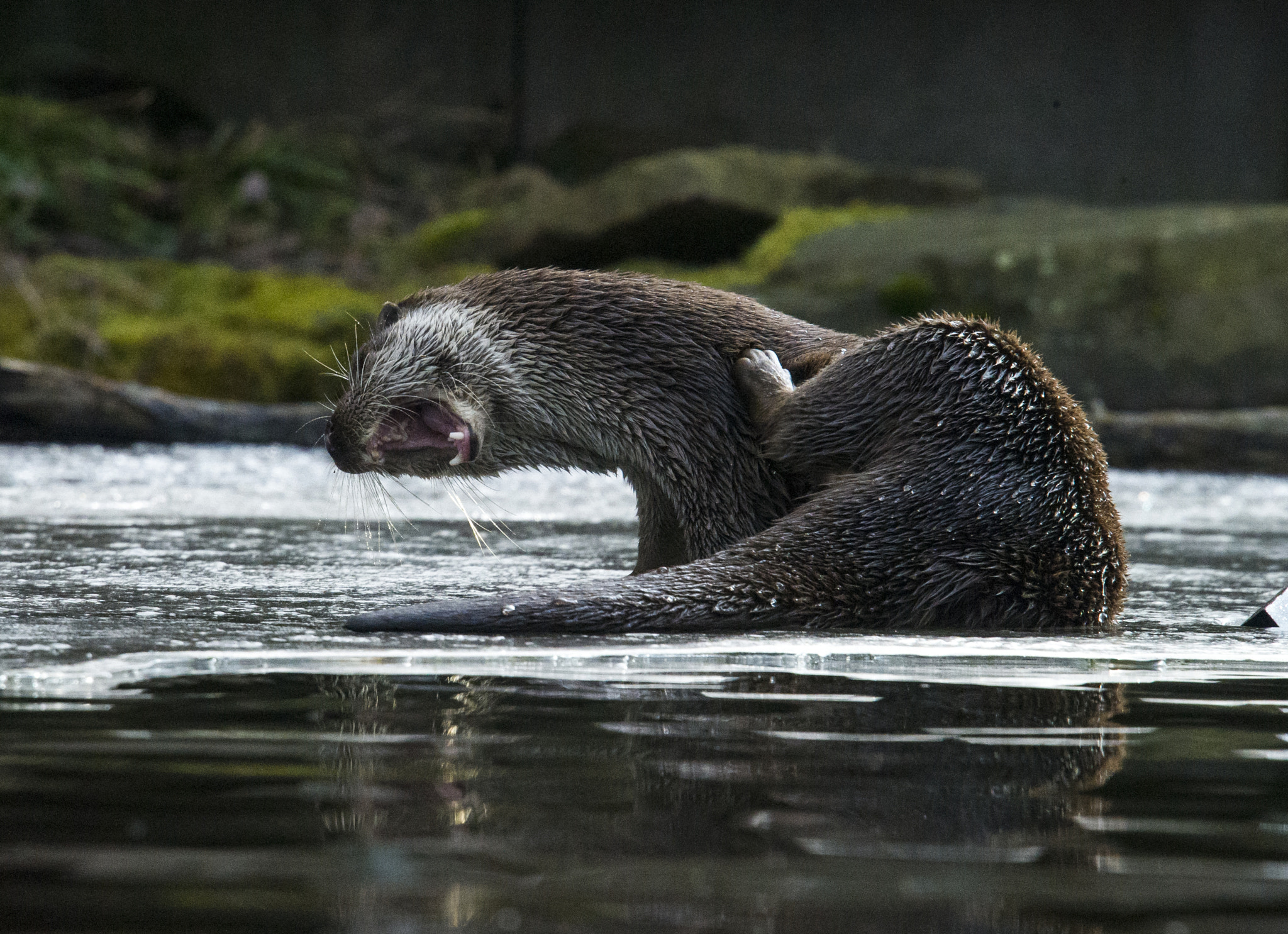 Nikon D3S + Nikon AF-S Nikkor 28-300mm F3.5-5.6G ED VR sample photo. River-otter, scratching its back with fun photography