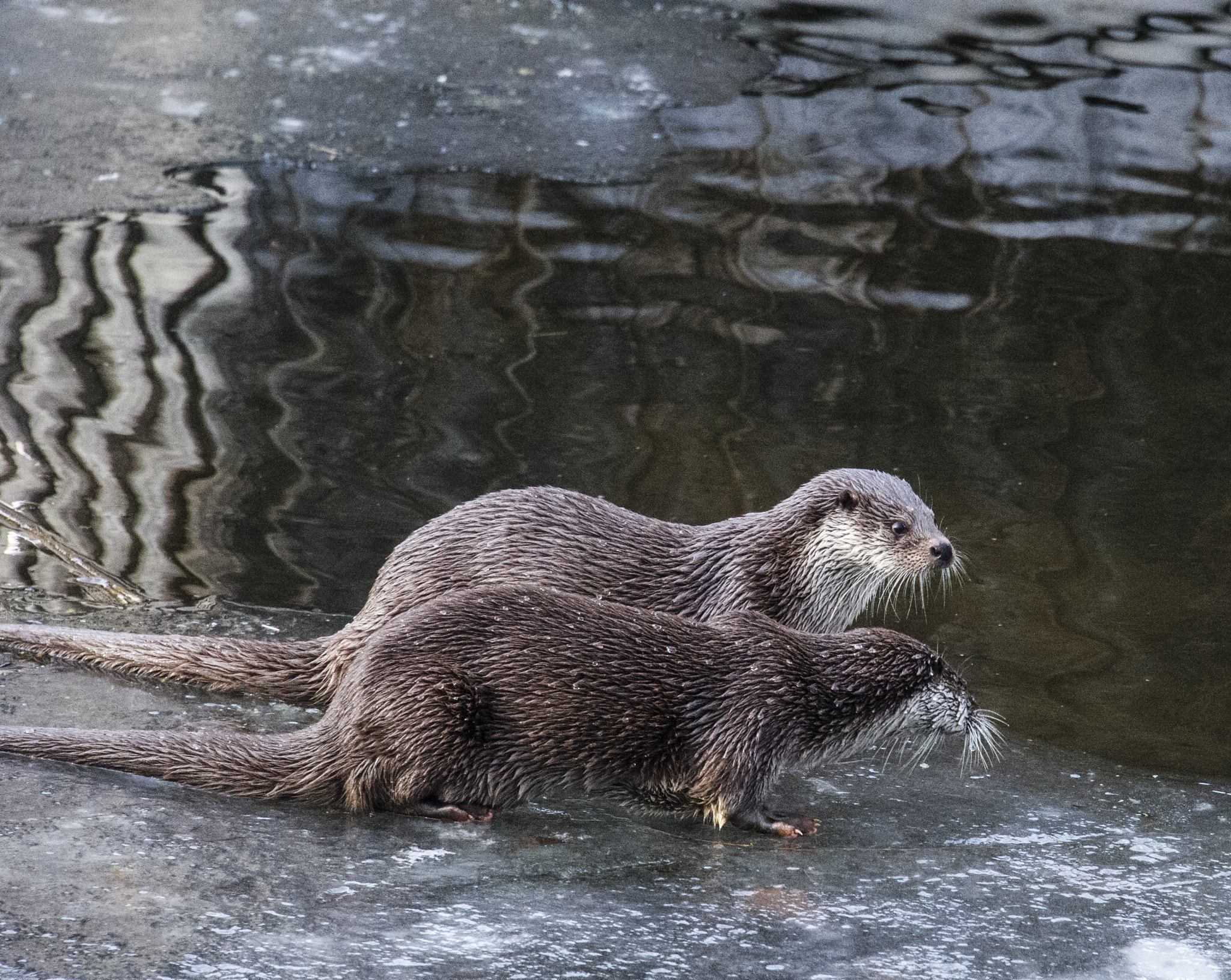 Nikon D3S sample photo. River-otter-couple photography