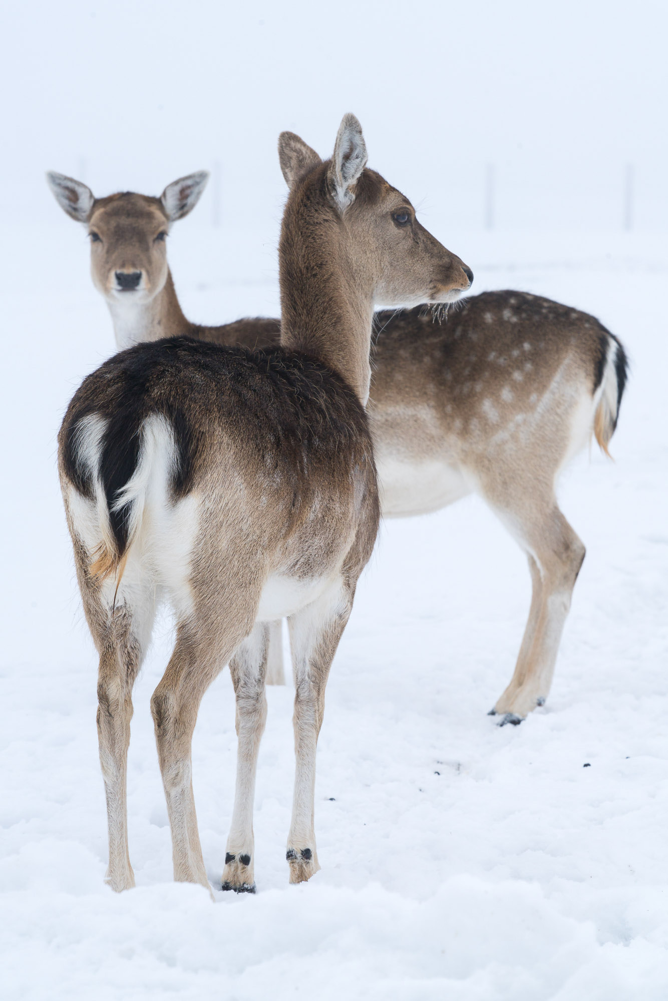 Sony a99 II + Sony 70-200mm F2.8 G SSM II sample photo. Damwild photography