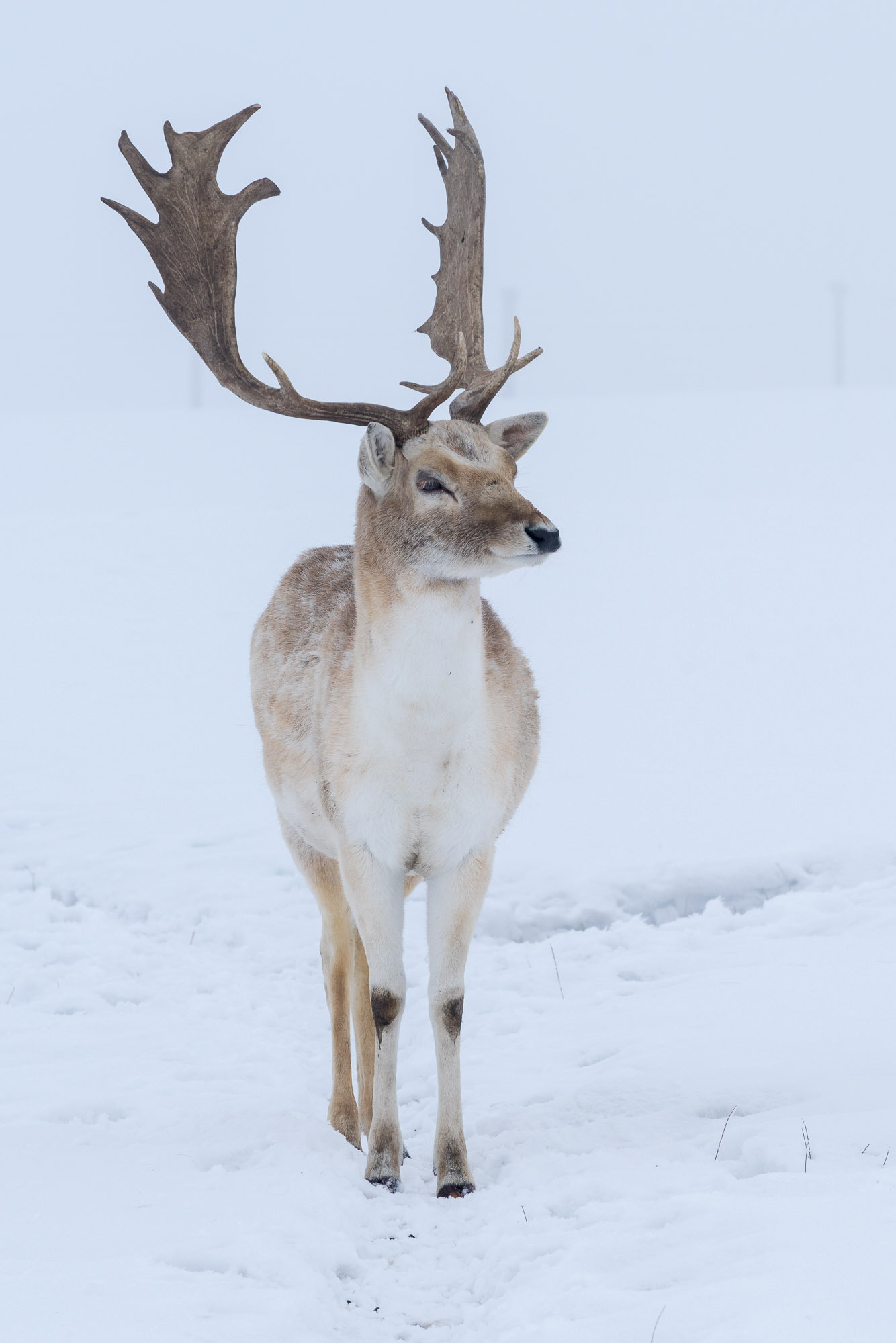 Sony a99 II + Sony 70-200mm F2.8 G SSM II sample photo. Damwild photography