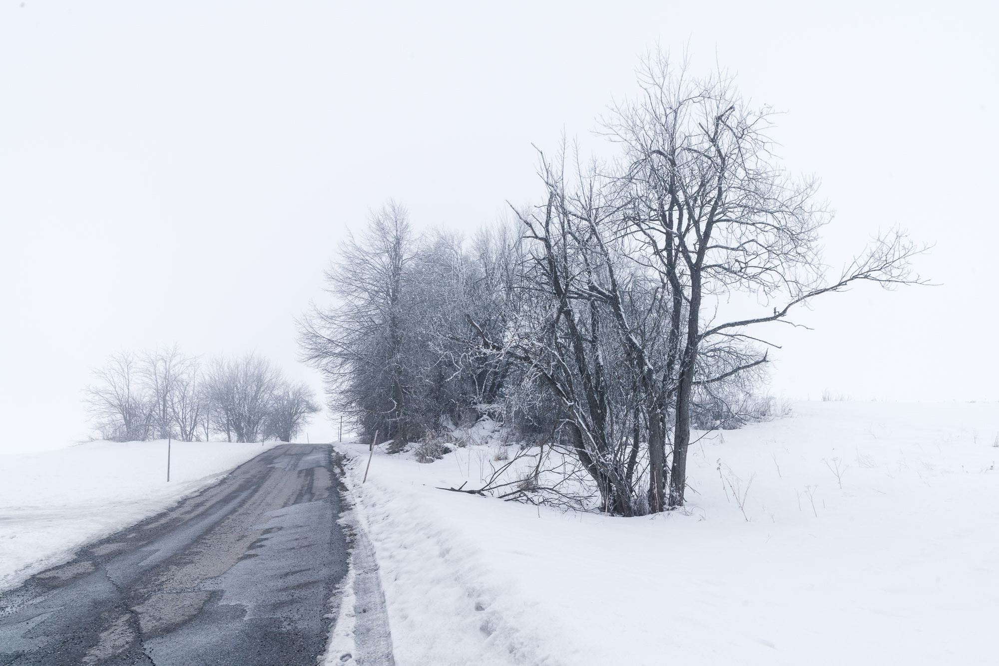 Sony a99 II sample photo. Bäume im nebel photography