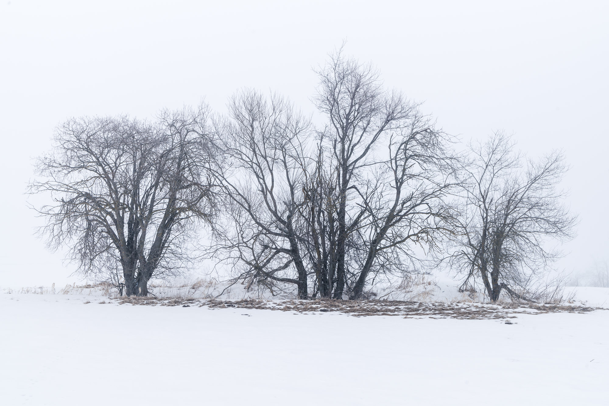 Sony Vario-Sonnar T* 16-35mm F2.8 ZA SSM II sample photo. Bäume im nebel photography