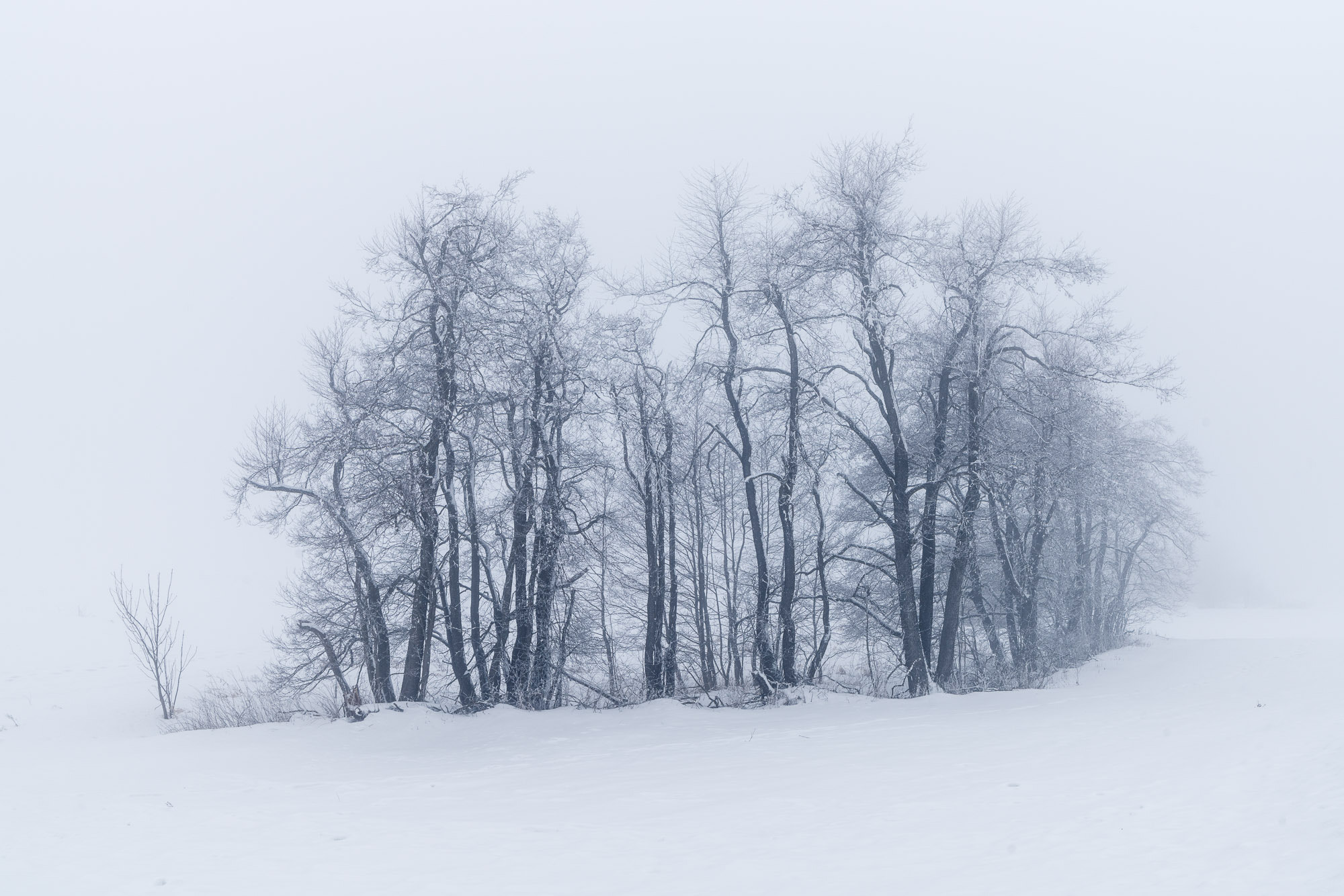 Sony a99 II sample photo. Bäume im nebel photography