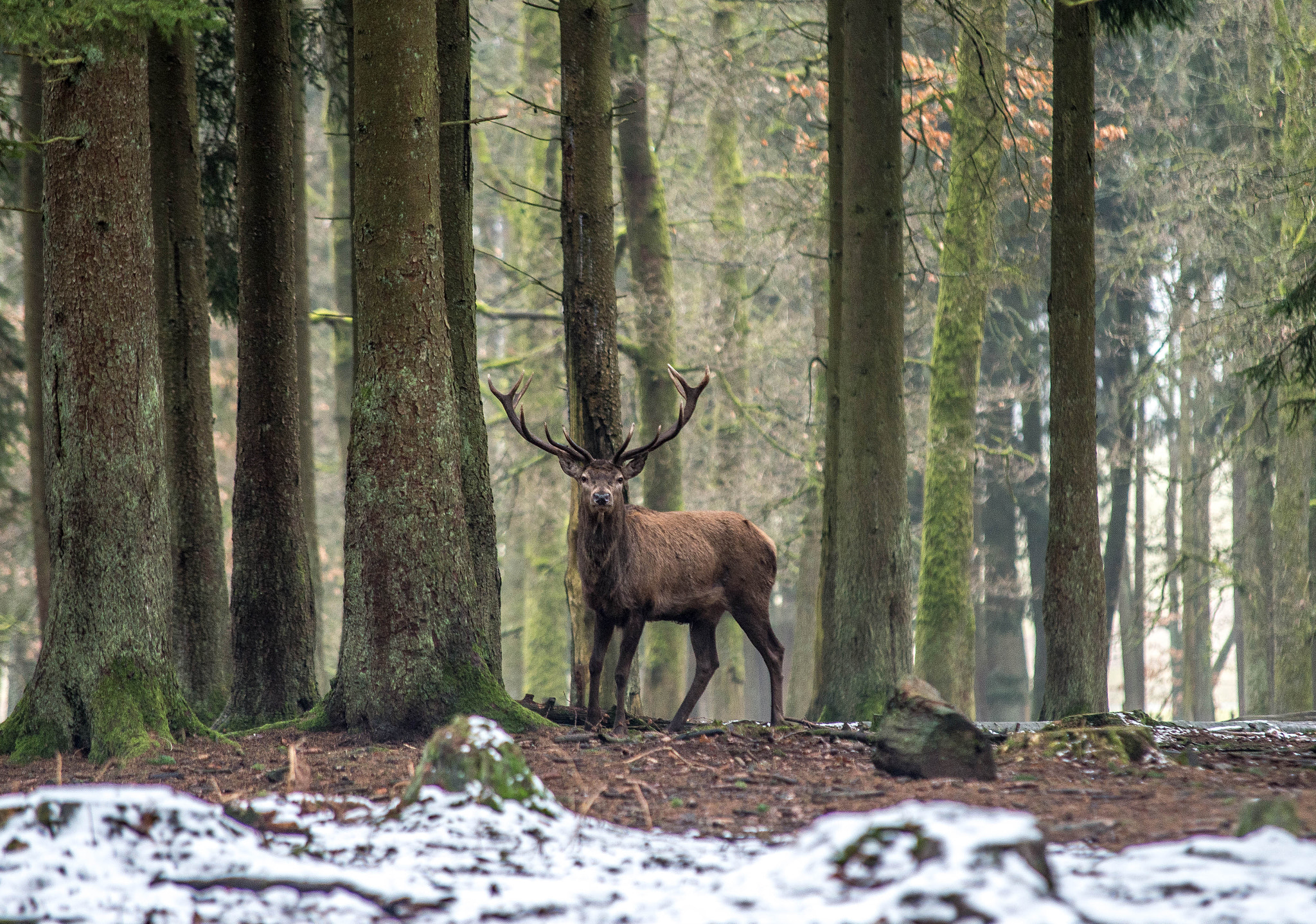 Sigma 70-200mm F2.8 EX DG Macro HSM II sample photo. In the forest photography