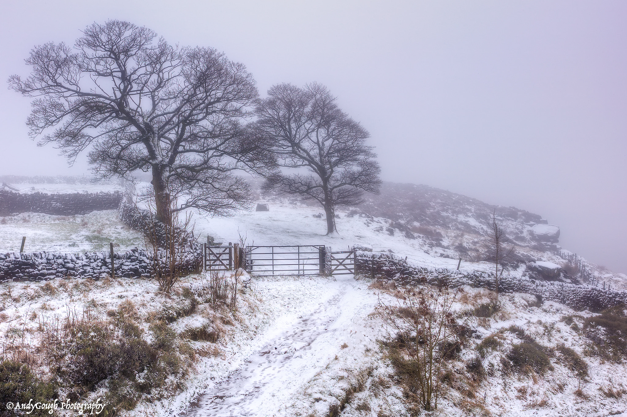 Canon EOS-1Ds sample photo. Light snow, heavy fog photography