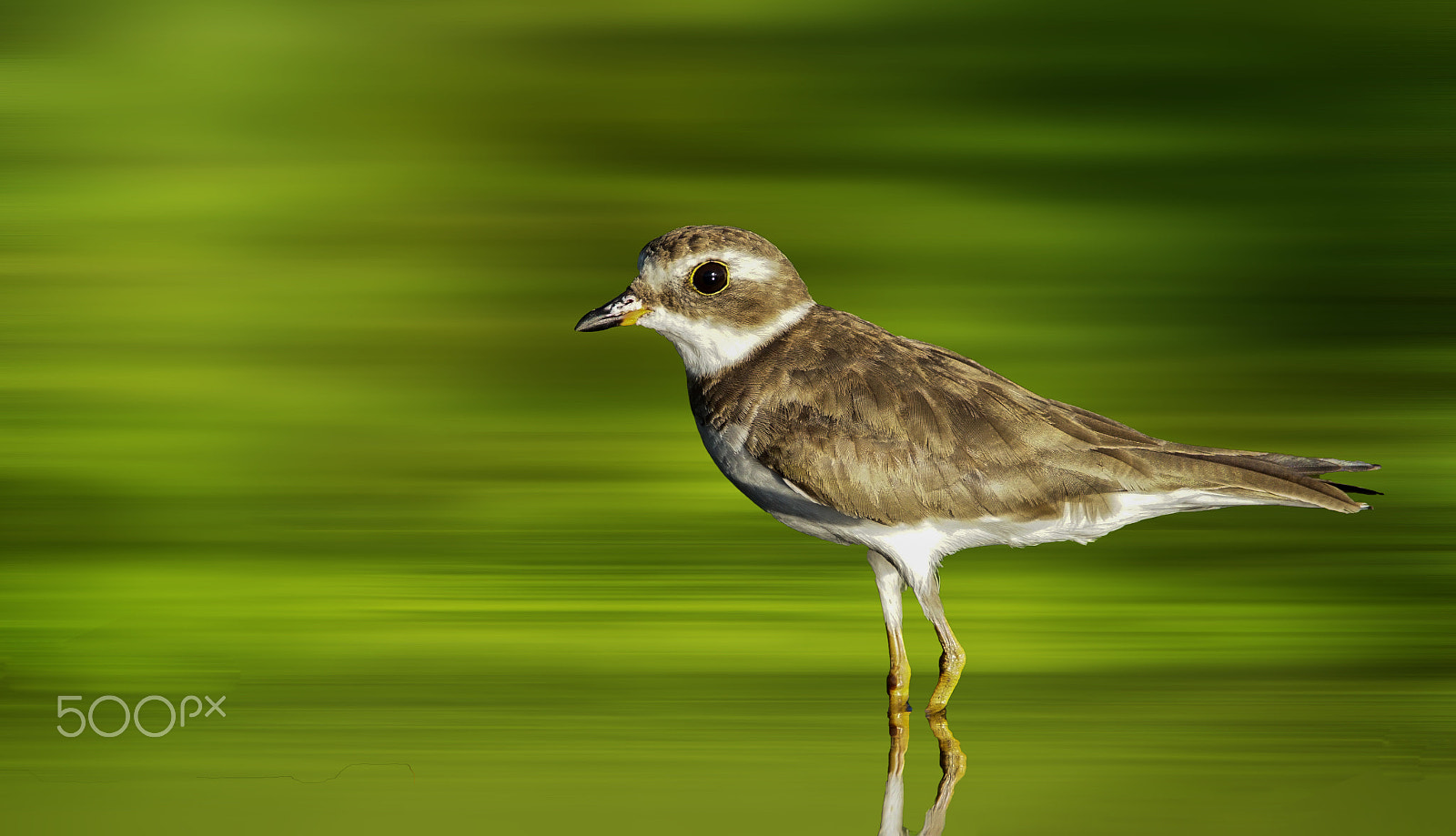 Sony ILCA-77M2 + Tamron SP 150-600mm F5-6.3 Di VC USD sample photo. Semipalmated plover photography