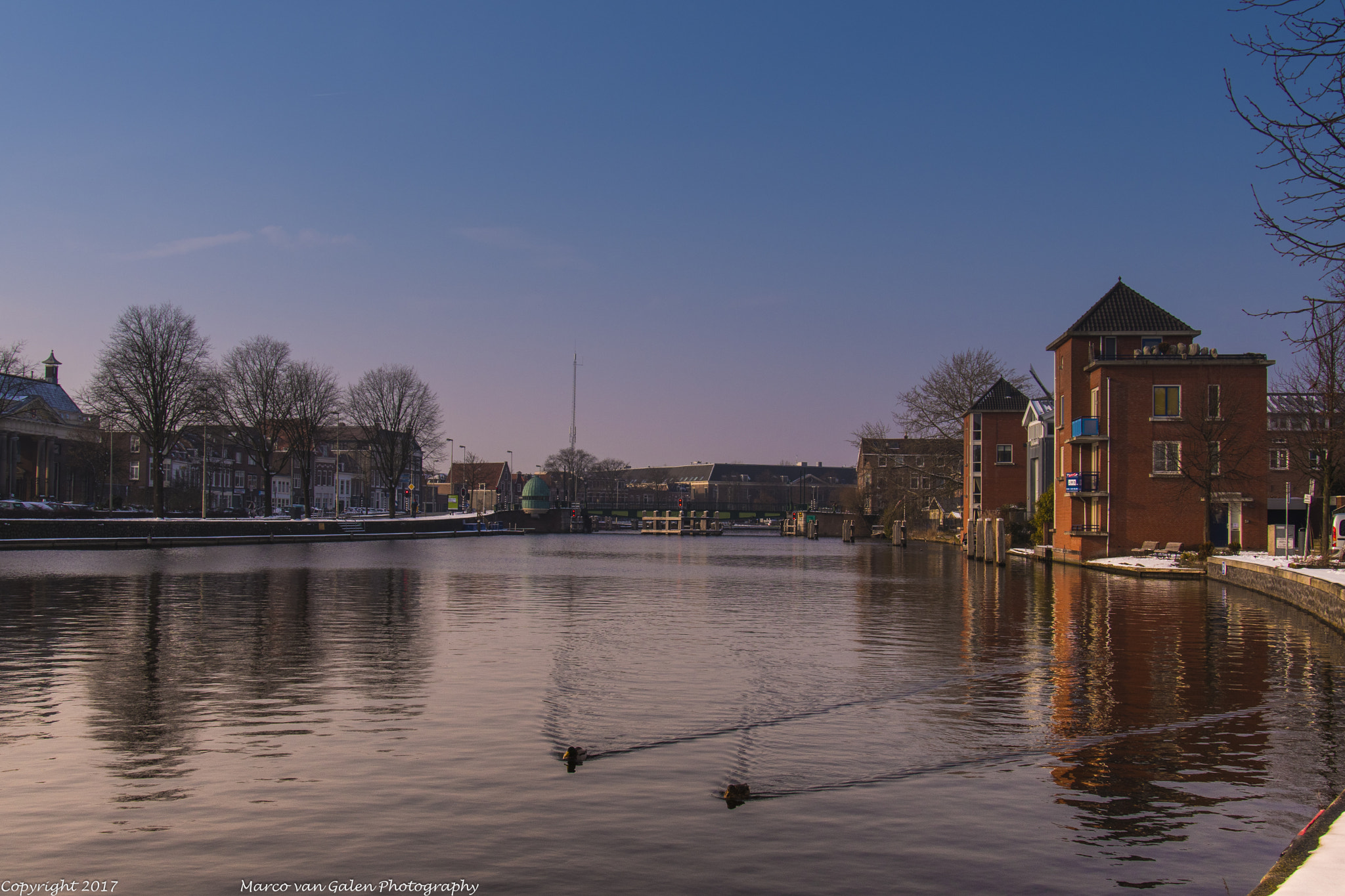 Nikon D500 sample photo. Duck photography