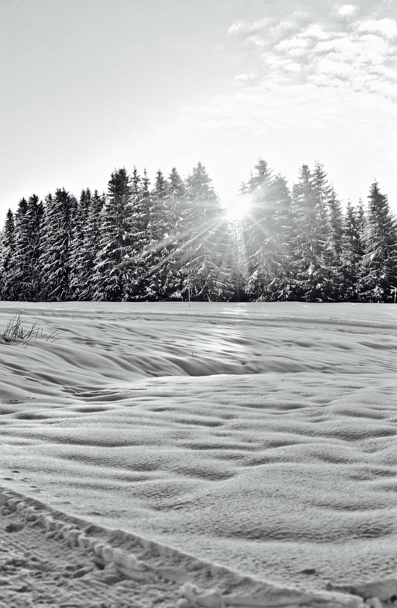 Nikon D700 sample photo. La pesse dans le jura photography