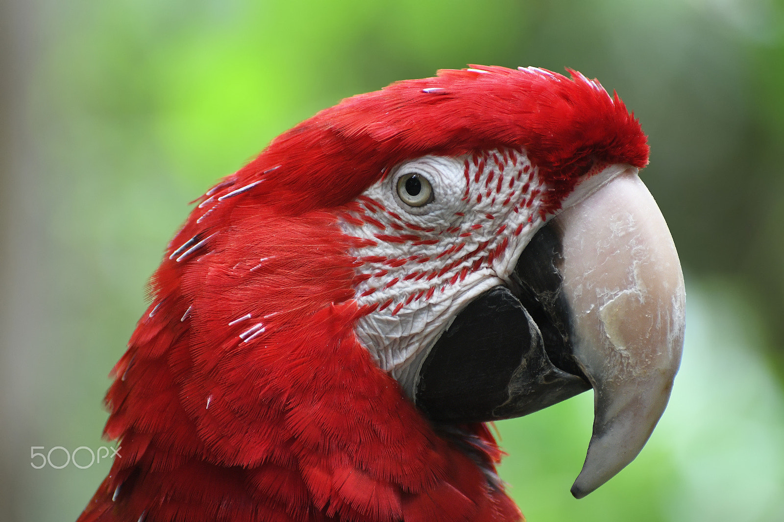 Nikon D500 + Nikon AF-S Nikkor 70-300mm F4.5-5.6G VR sample photo. Red macaw parrot photography