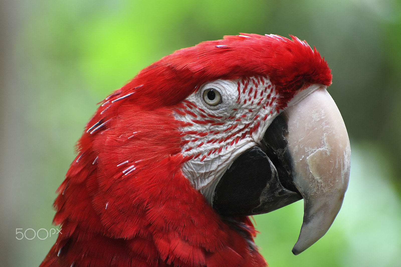 Nikon D500 sample photo. Red macaw parrot photography