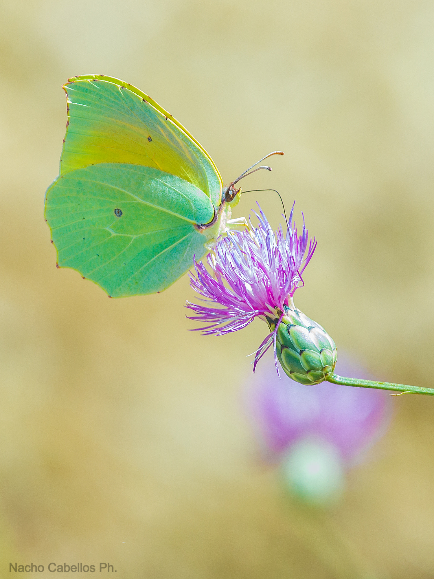 Canon EF 100-400mm F4.5-5.6L IS USM sample photo. Gonepteryx on mantisalca photography