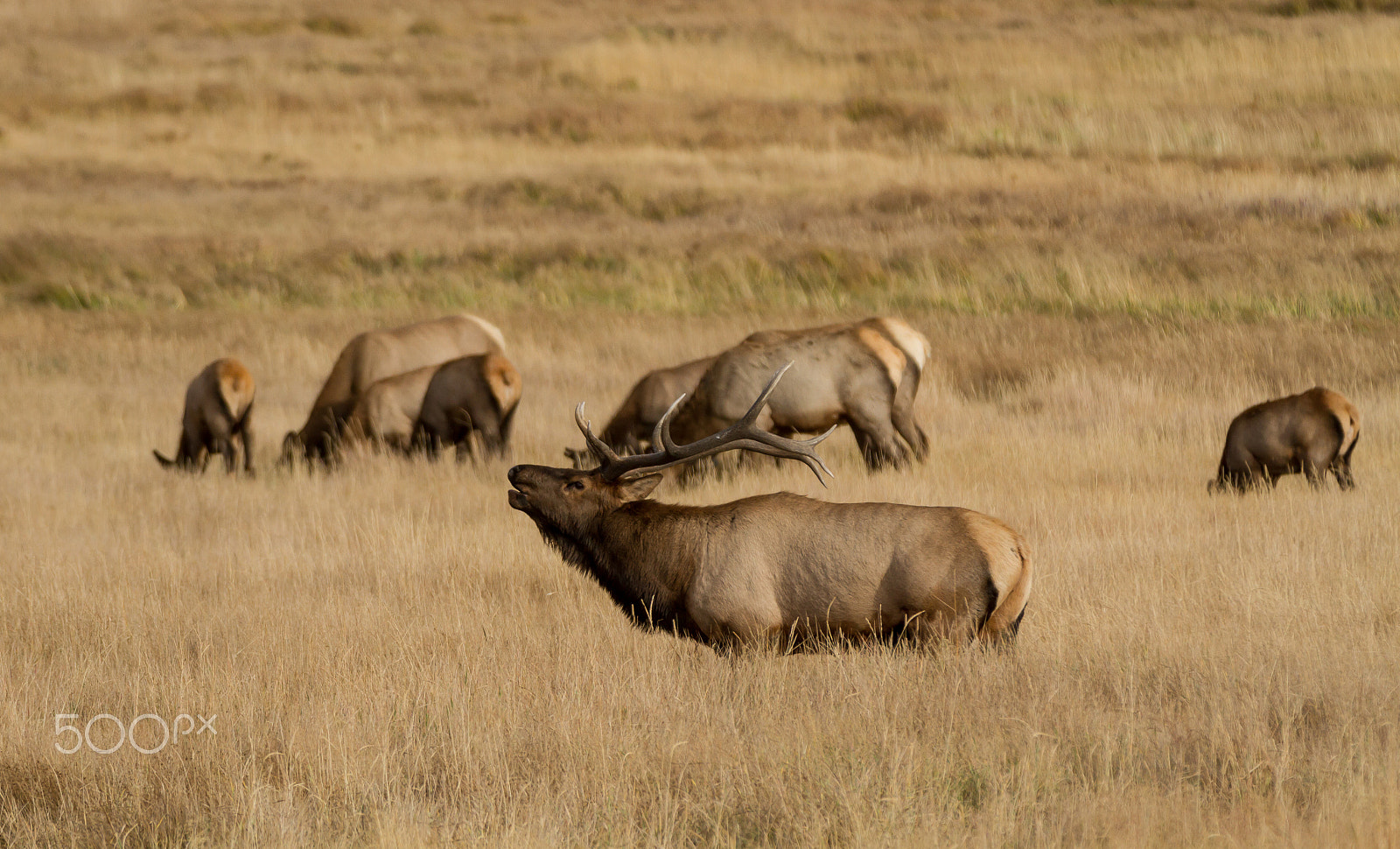 Canon EOS 7D + Canon EF 70-200mm F2.8L IS II USM sample photo. Elk photography