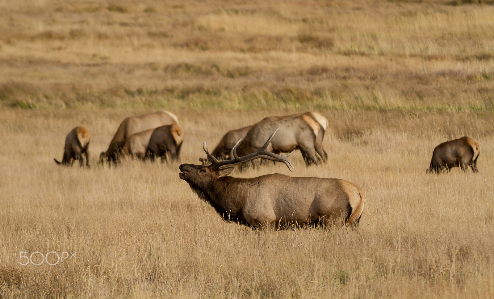 Canon EF 70-200mm F2.8L IS II USM sample photo. Elk photography