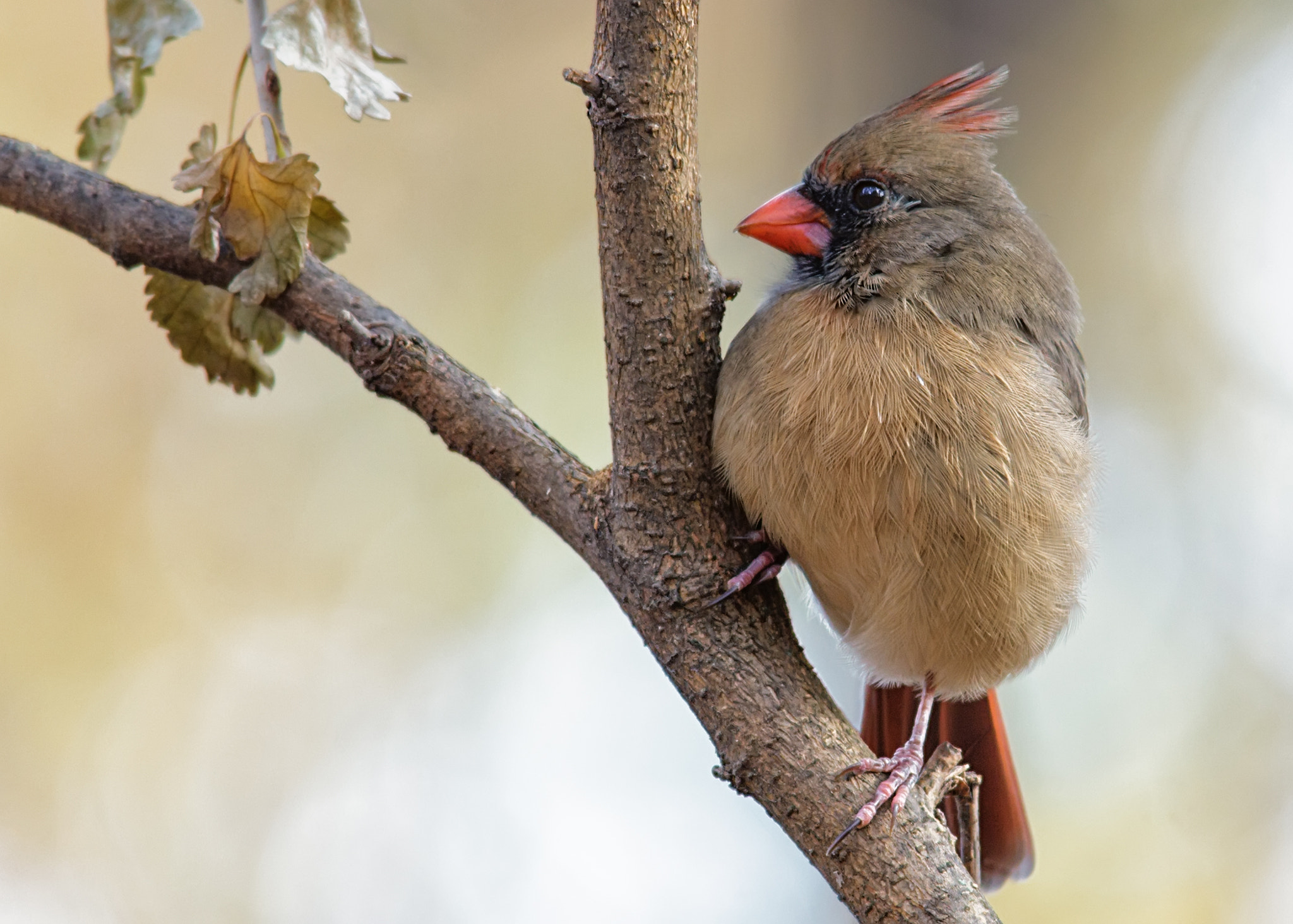 Sigma 150-500mm F5-6.3 DG OS HSM sample photo. Northern cardinal (female) photography