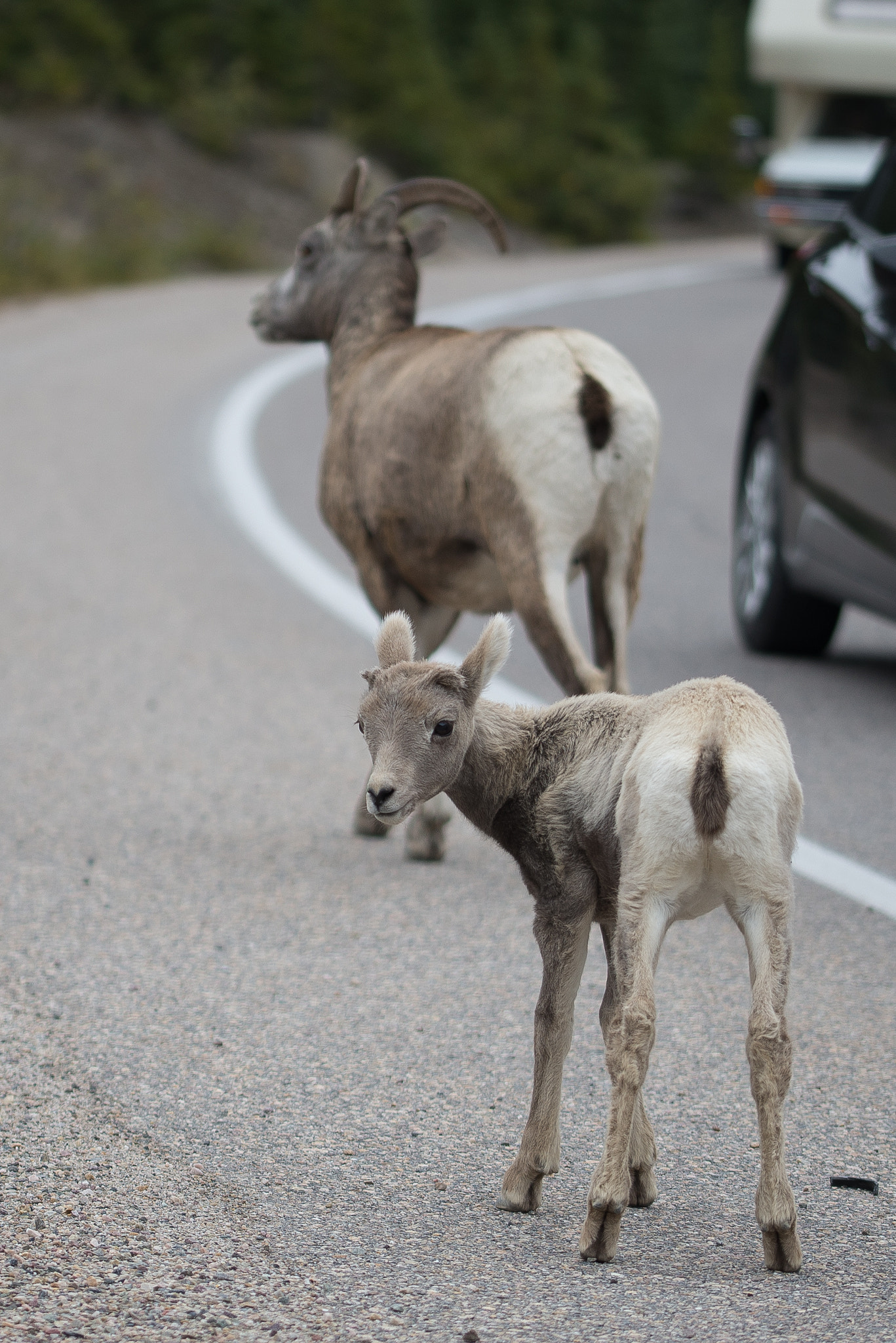 Sigma 105mm F2.8 EX DG OS HSM sample photo. Mountain gaat at jasper national park photography