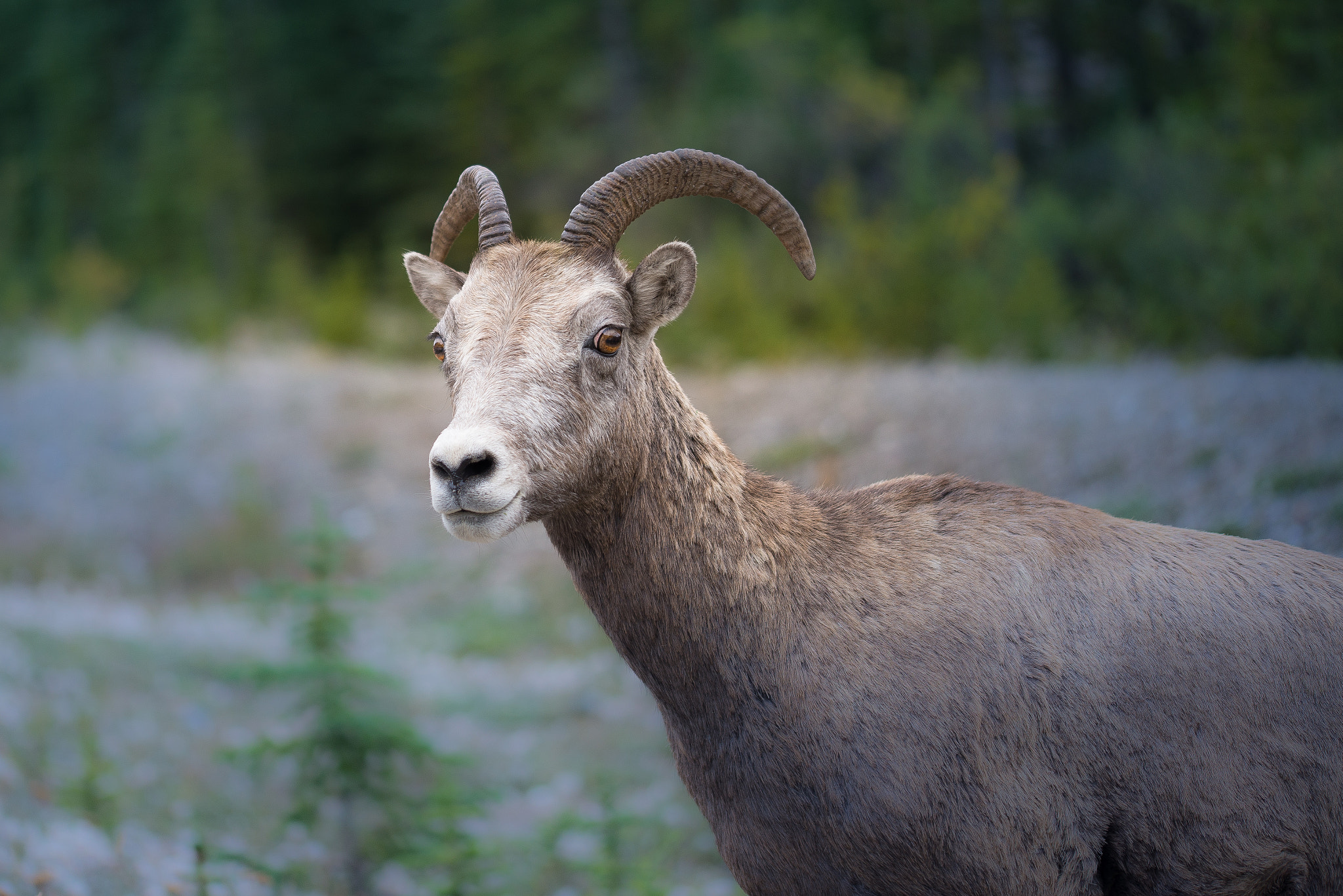 Sigma 105mm F2.8 EX DG OS HSM sample photo. Mountain gaat at jasper national park photography