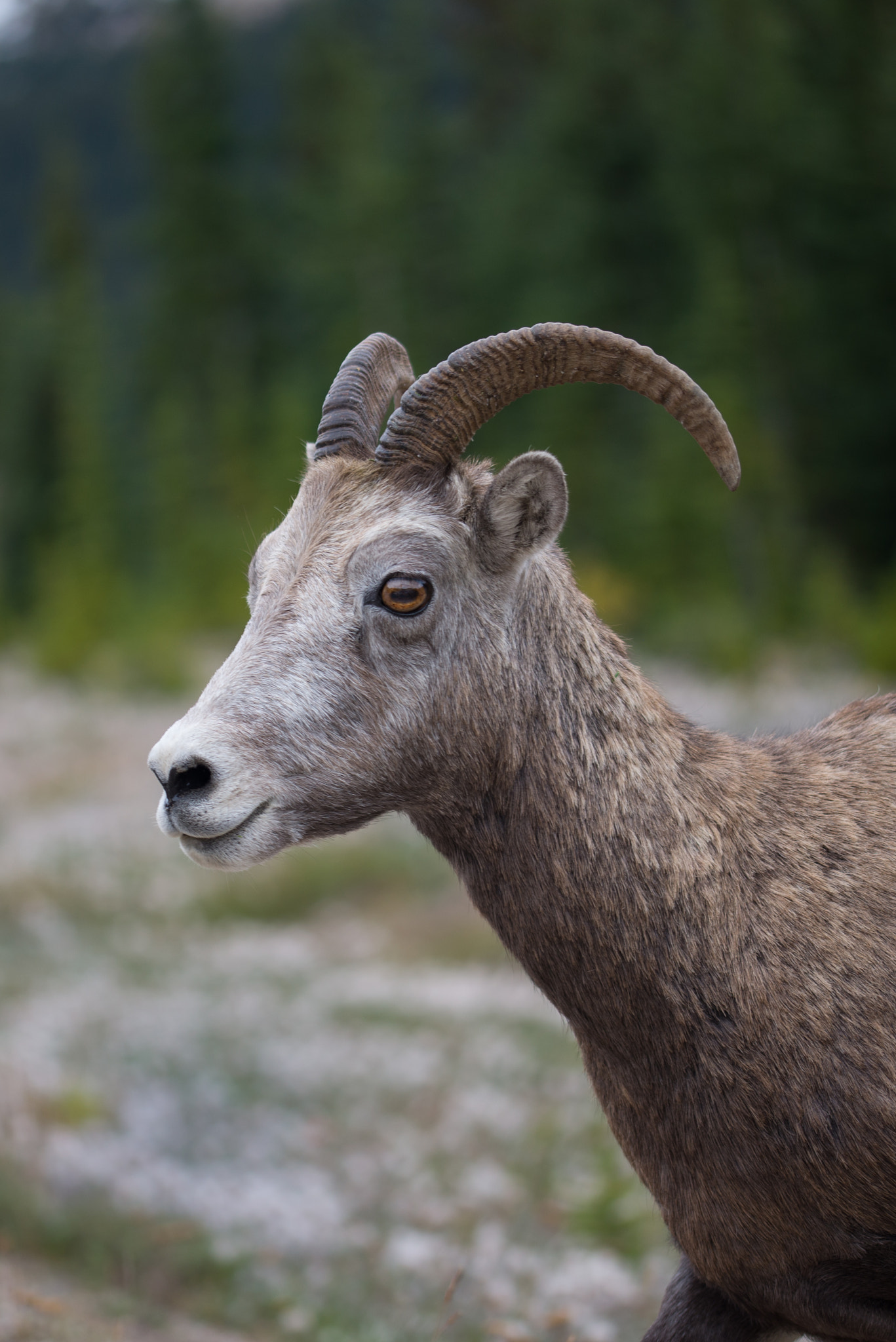 Sigma 105mm F2.8 EX DG OS HSM sample photo. Mountain gaat at jasper national park photography