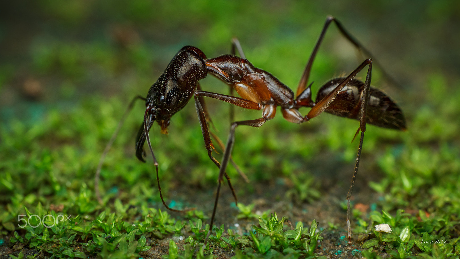 Canon EF 100mm F2.8 Macro USM sample photo. Ant photography