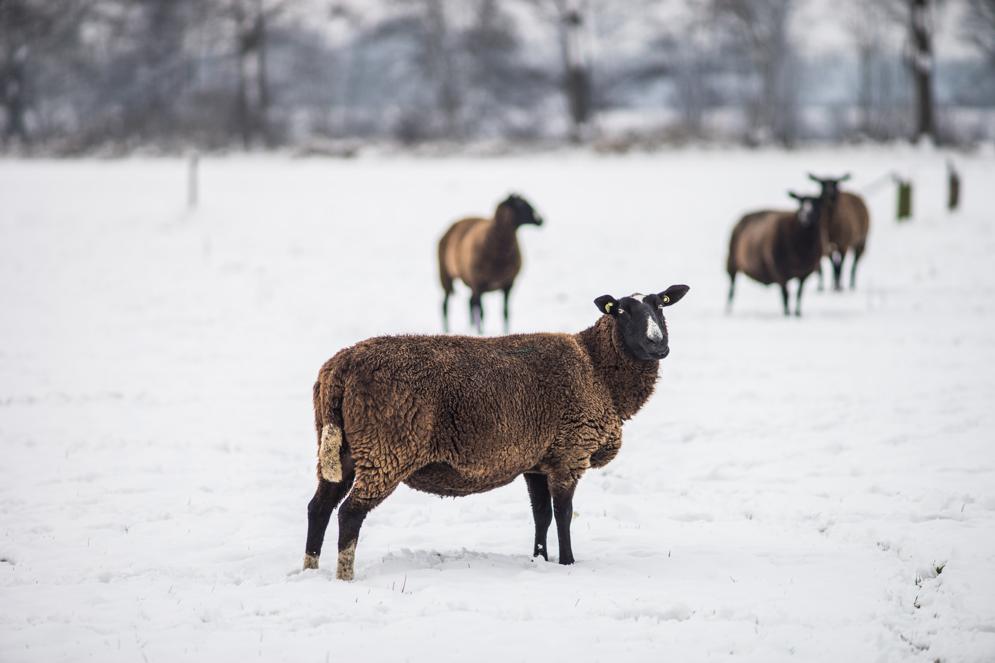 Sony a7 II + Minolta AF 200mm F2.8 HS-APO G sample photo. Sheep in a winterwonderland photography