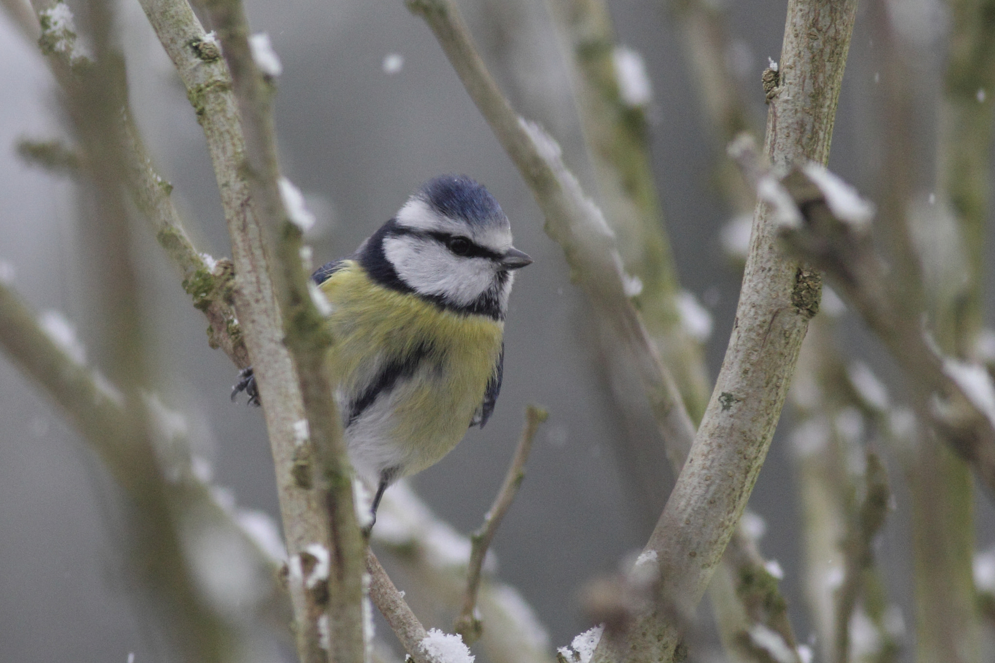 Canon EOS 60D + Canon EF 400mm F5.6L USM sample photo. Bluetit photography