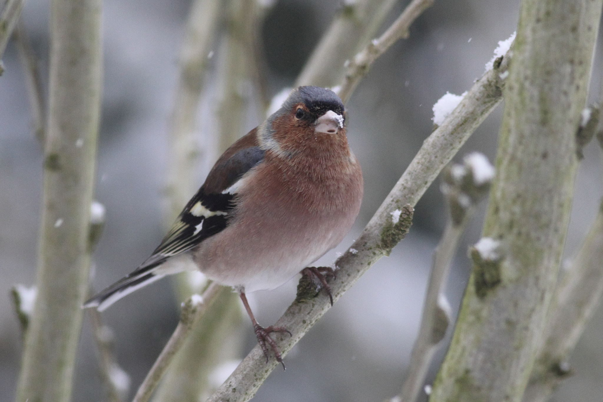 Canon EOS 60D + Canon EF 400mm F5.6L USM sample photo. Chaffinch photography