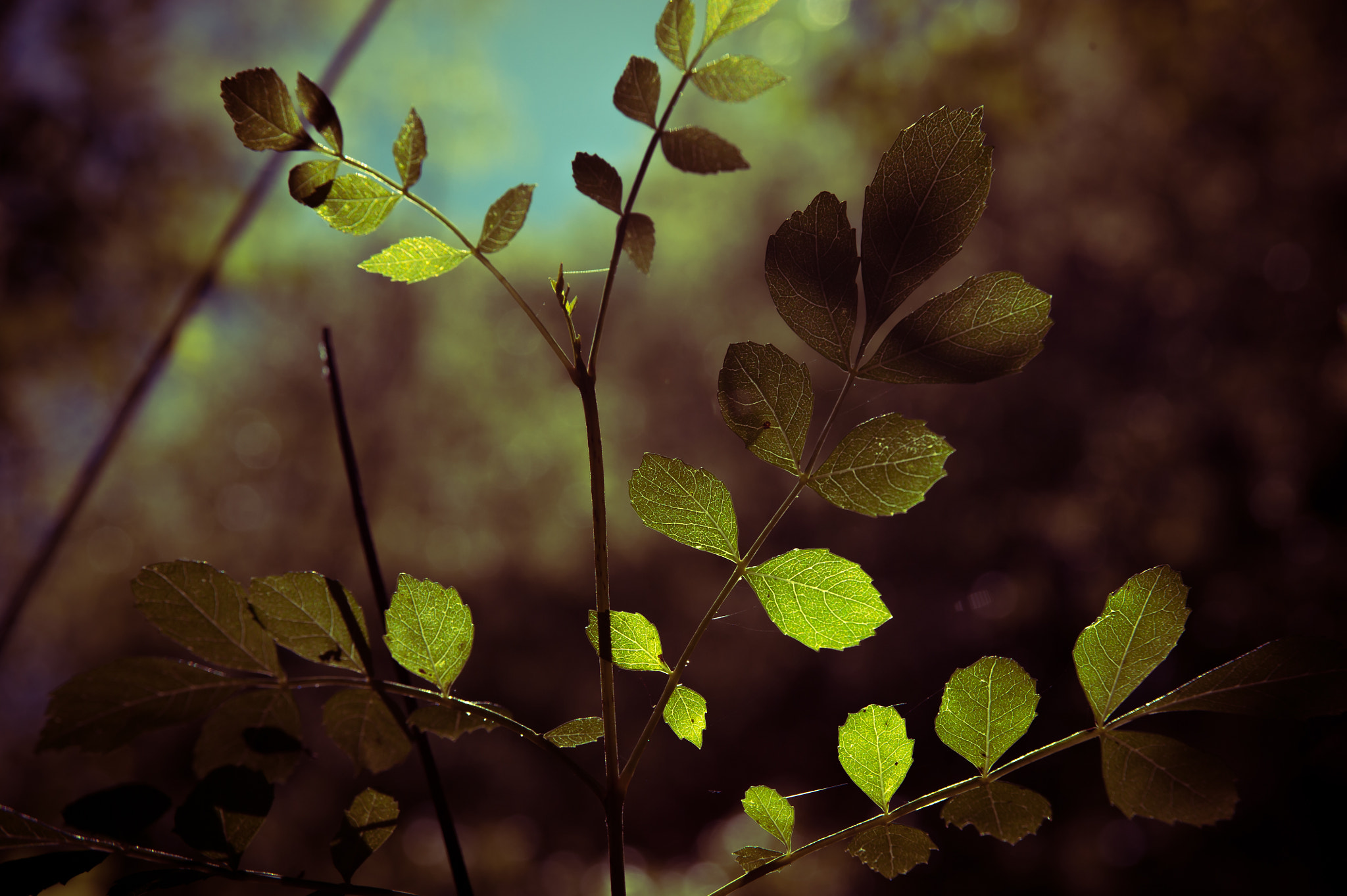 Nikon D700 + AF Zoom-Nikkor 28-105mm f/3.5-4.5D IF sample photo. S.t. photography