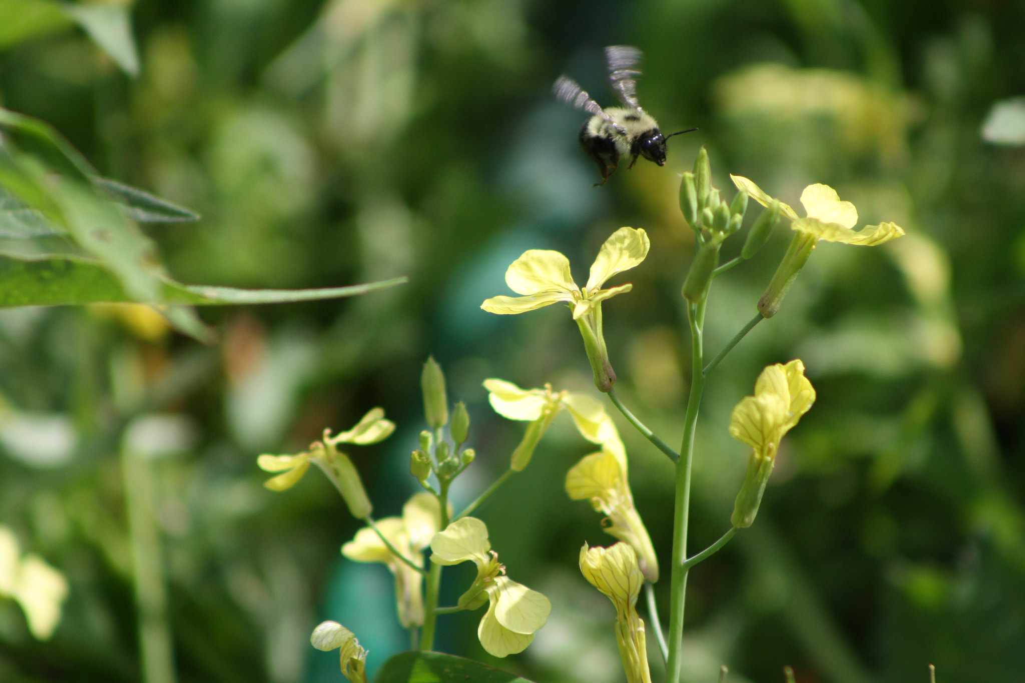 EF75-300mm f/4-5.6 sample photo. Buzz photography