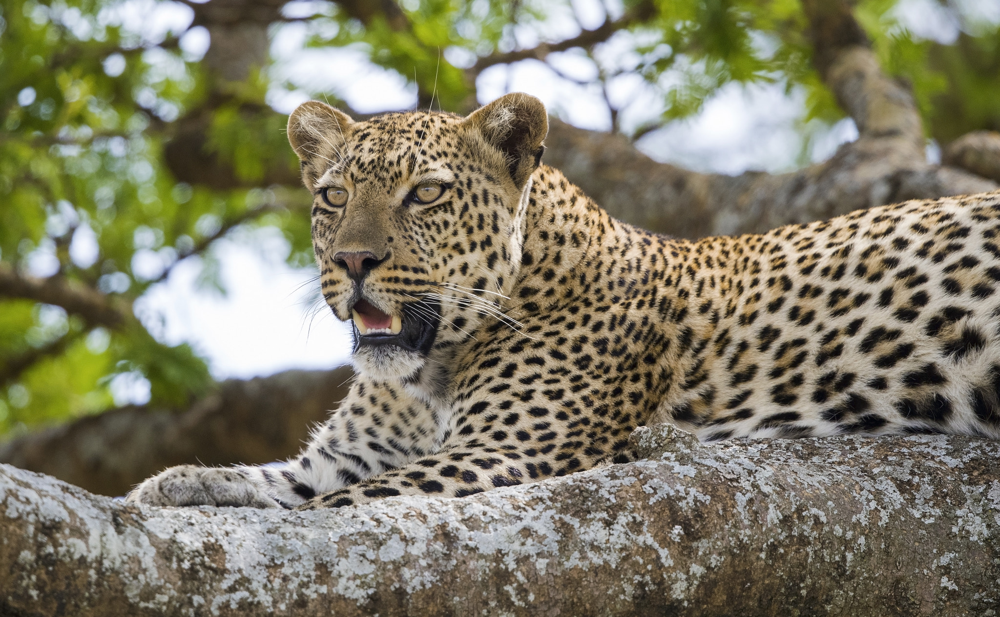 Canon EF 500mm F4L IS II USM sample photo. Leopard photography