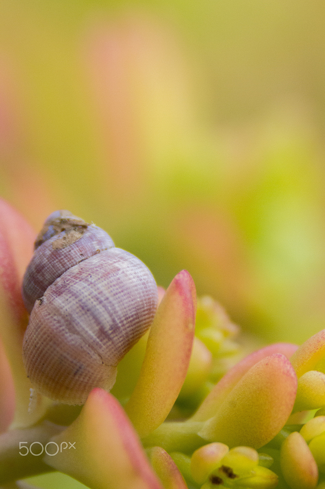 Canon EF 75-300mm F4.0-5.6 IS USM sample photo. Shell and the flower... photography