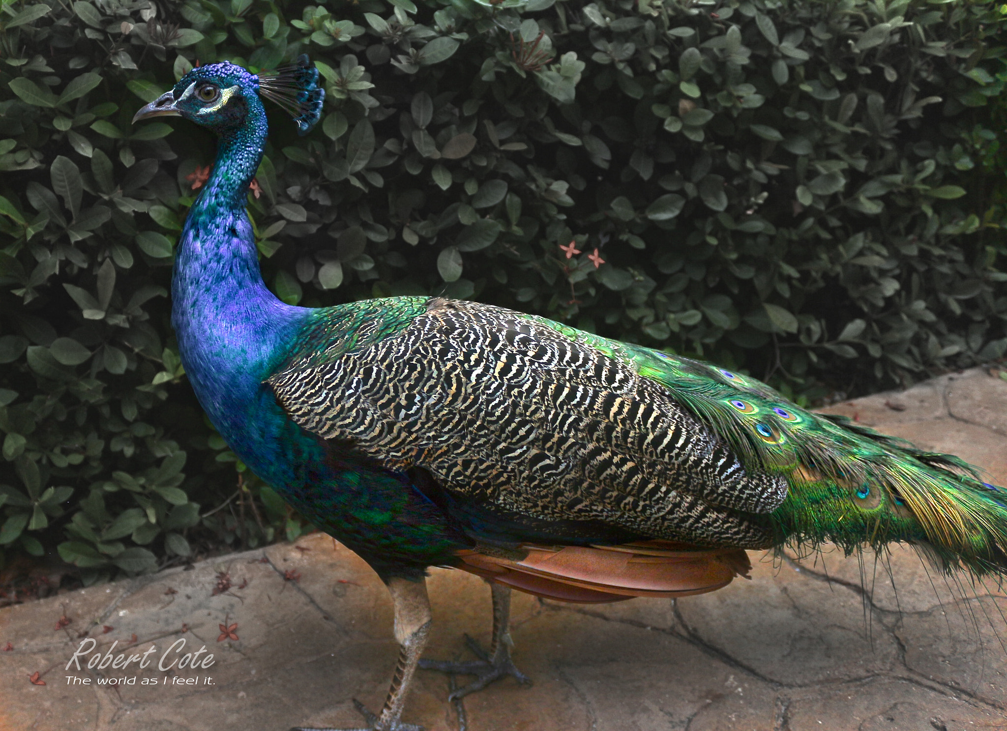 Canon EOS 650D (EOS Rebel T4i / EOS Kiss X6i) sample photo. Pheasant photography