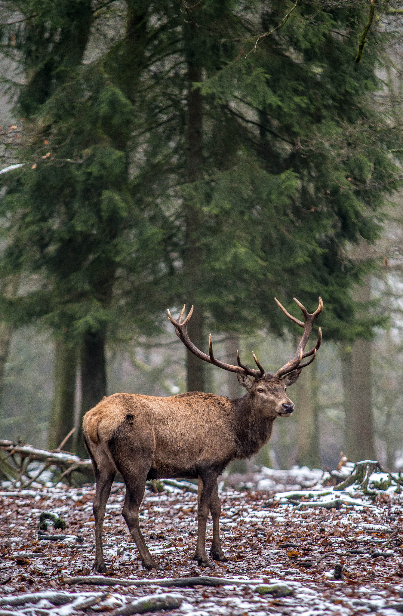 Nikon D600 + Sigma 70-200mm F2.8 EX DG Macro HSM II sample photo. Into the wild photography