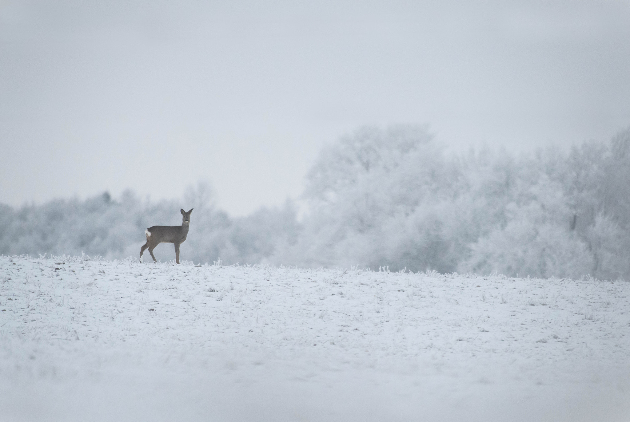 Nikon AF-S Nikkor 300mm F2.8G ED VR II sample photo. Winter photography