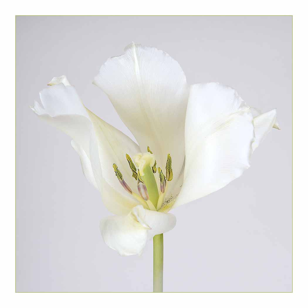 Nikon AF-S Micro-Nikkor 60mm F2.8G ED sample photo. White tulip opened square on portrait final try recovered photography
