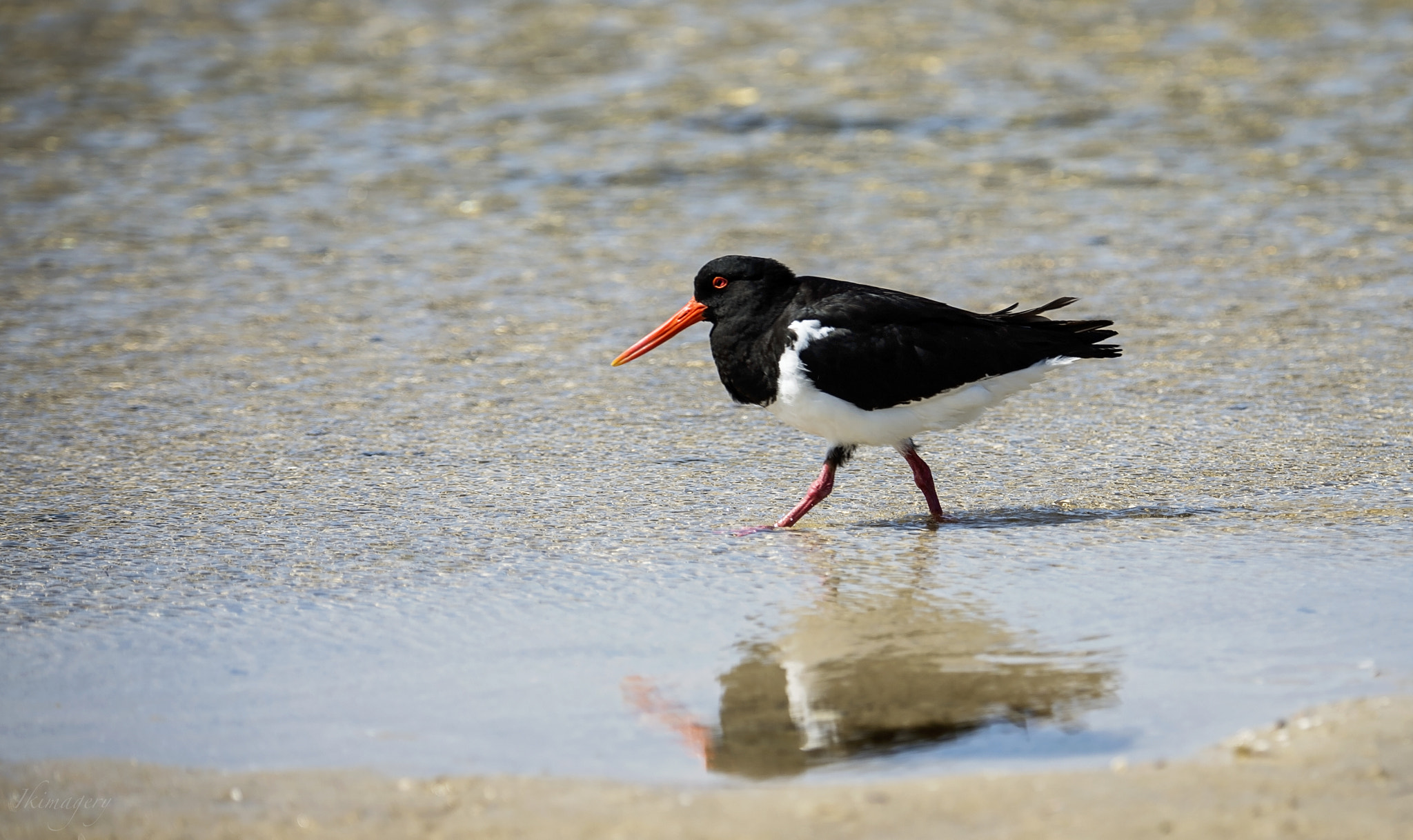 Nikon D4 sample photo. Seabird pied oystercatcher photography