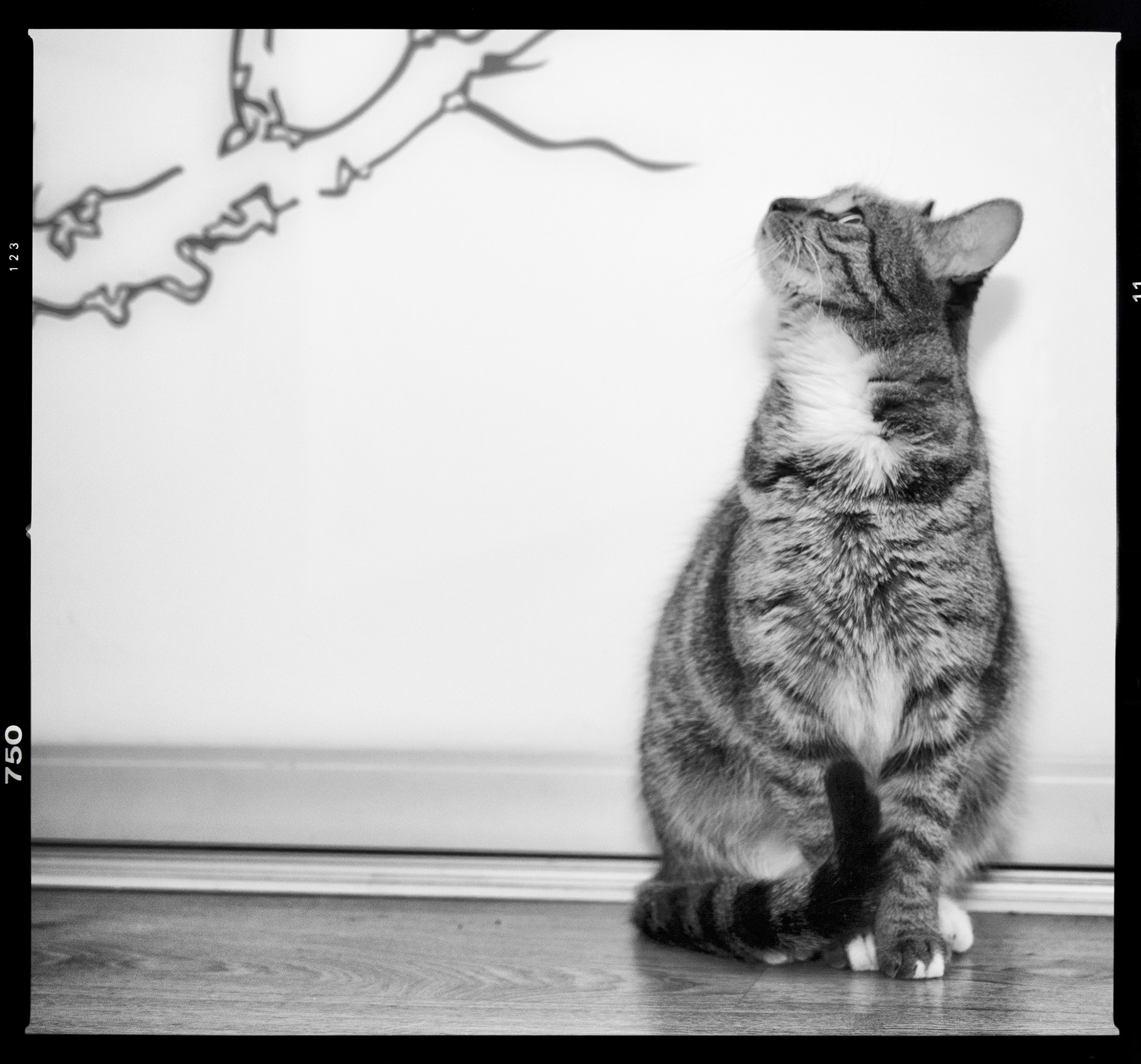 Nikon AF-S DX Micro Nikkor 40mm F2.8 sample photo. Cat's interest photography