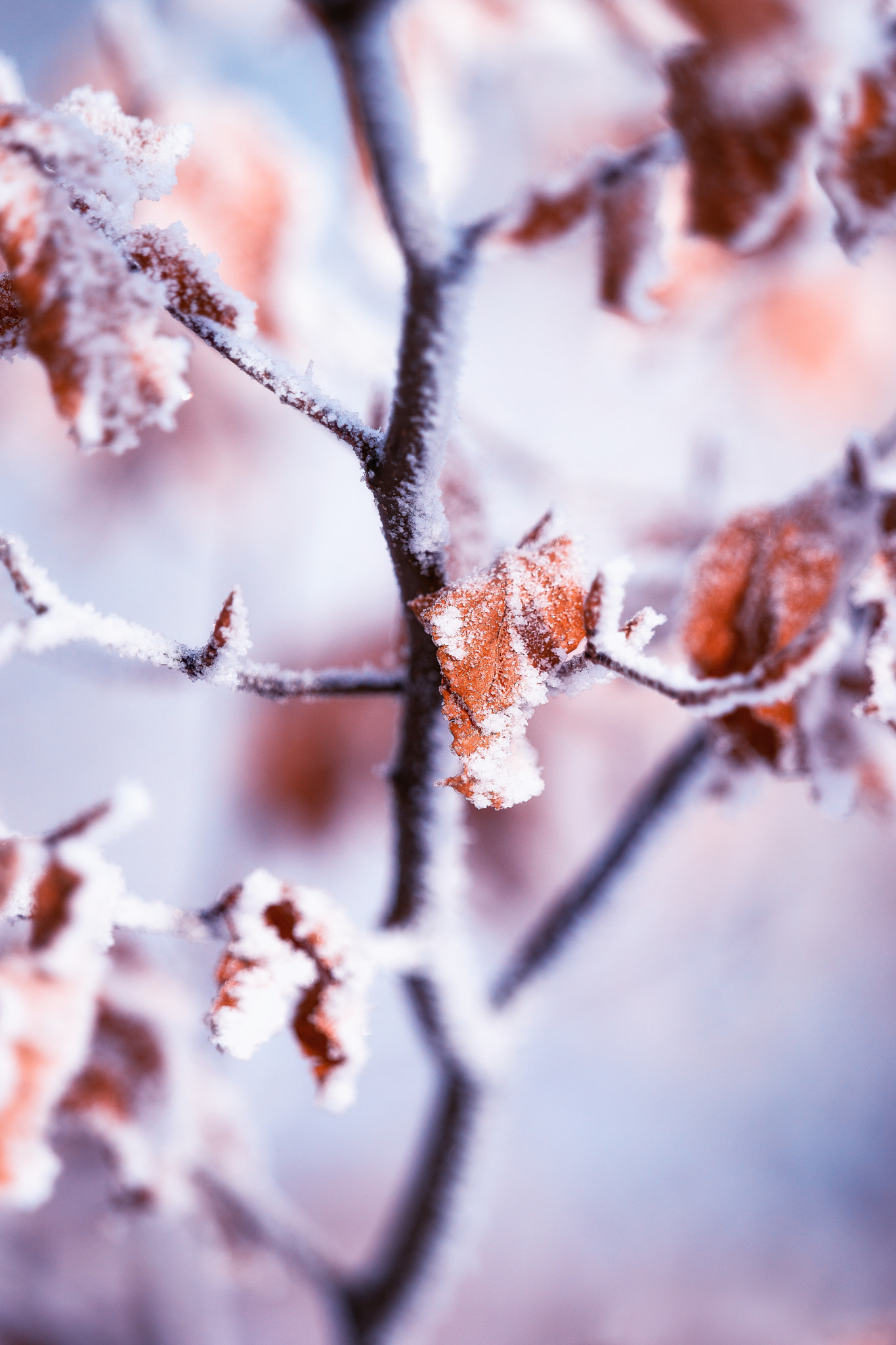 Sony 70-400mm F4-5.6 G SSM II sample photo. Frozen leaves photography