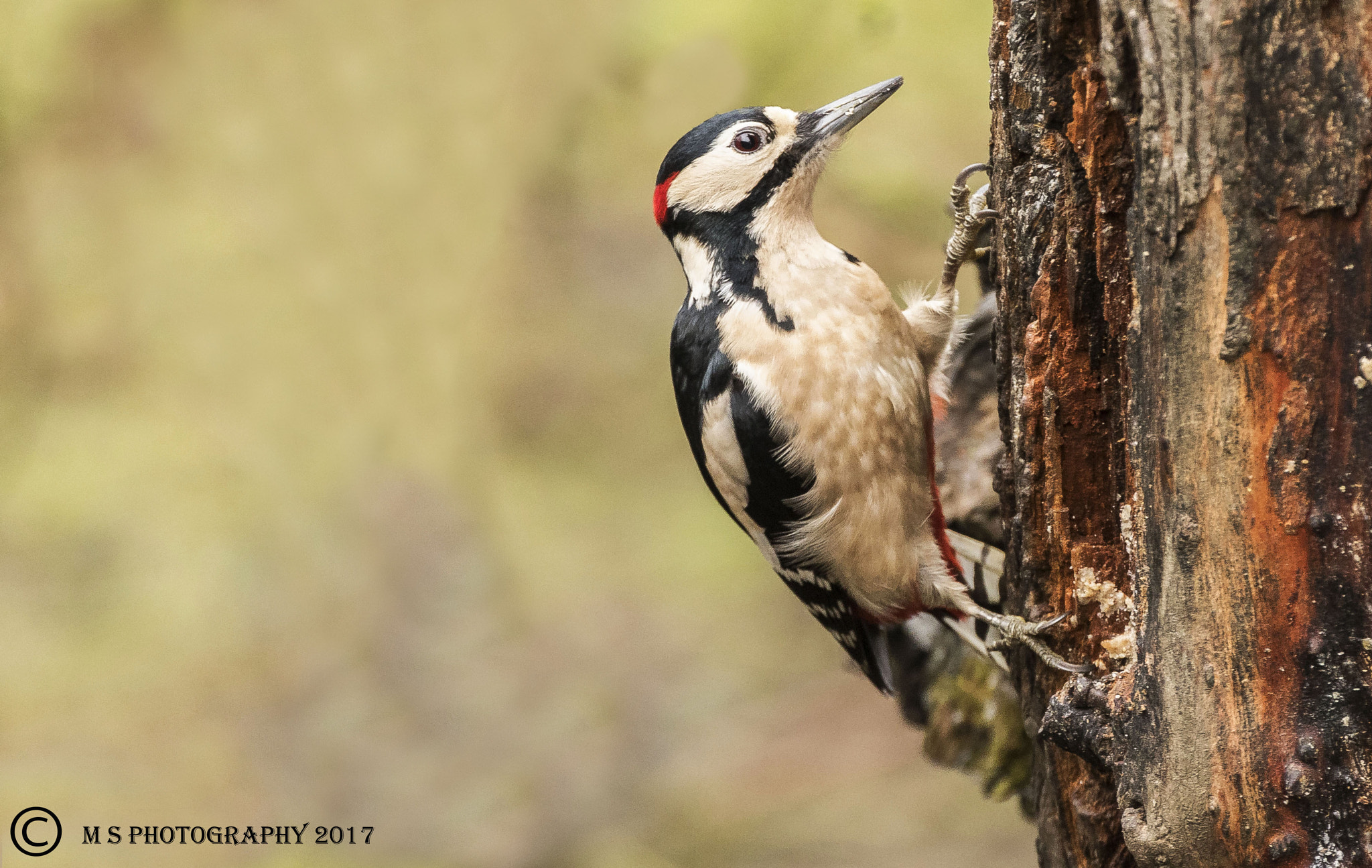 Canon EF 70-300mm F4-5.6L IS USM sample photo. Great spotted woodpecker photography