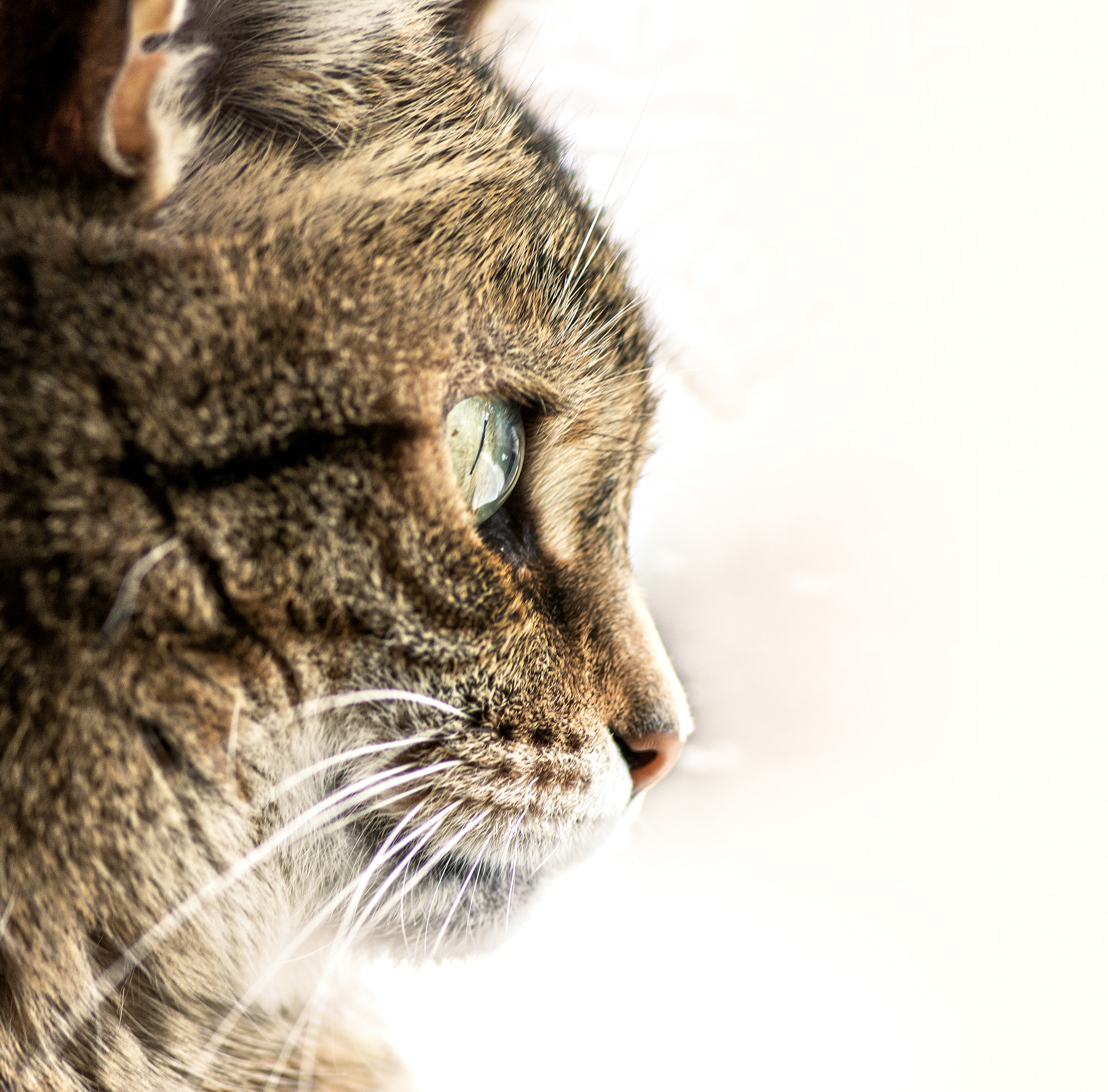 Tokina AT-X Pro 100mm F2.8 Macro sample photo. Miez photography