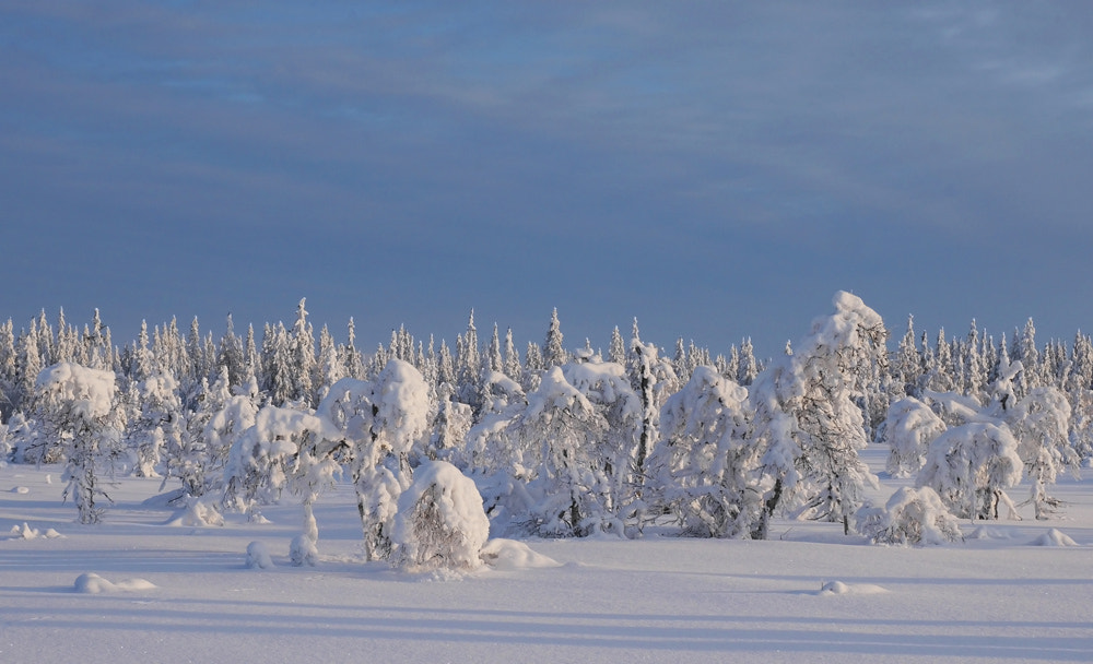 Panasonic Lumix DMC-GM5 + LUMIX G VARIO 14-42/F3.5-5.6 II sample photo. Trees in snow photography