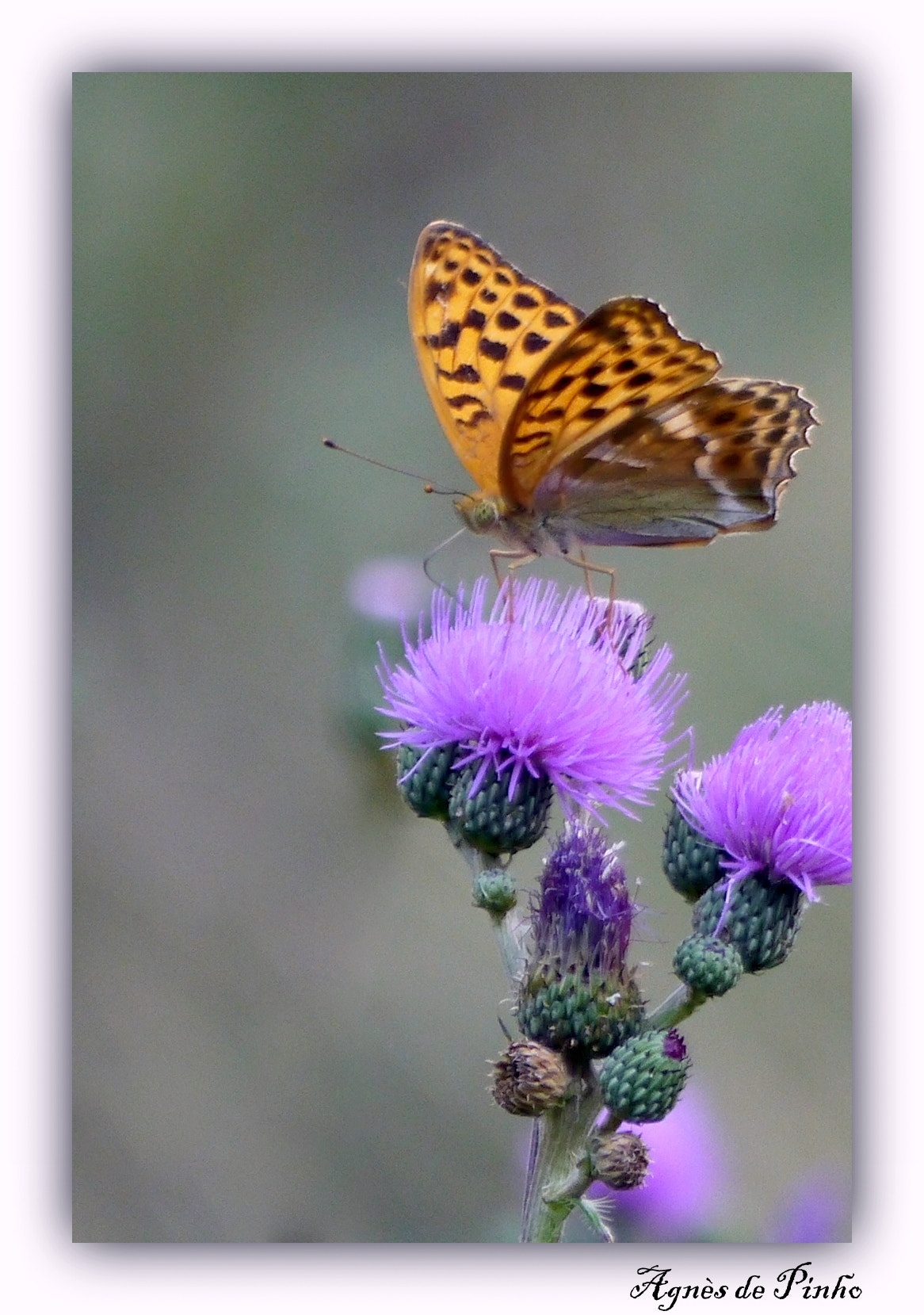 Panasonic Lumix DMC-GF5 sample photo. Tabac d'espagne argynnis paphia photography