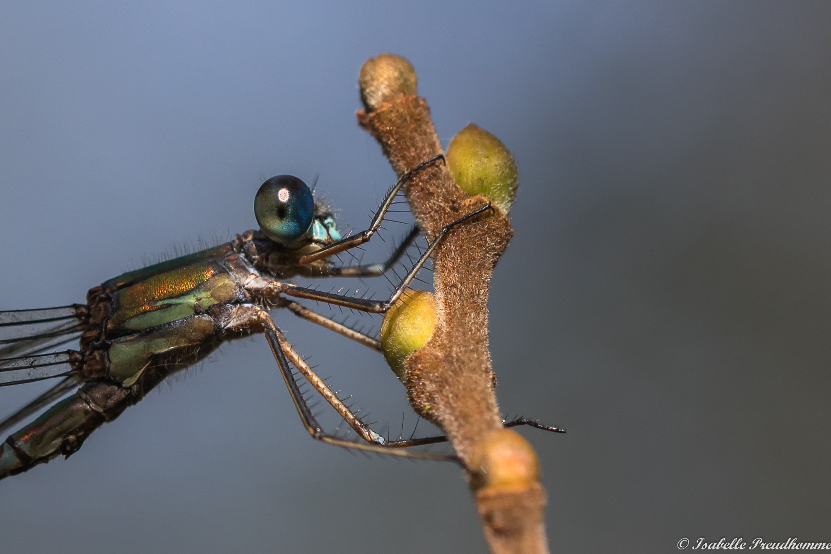 Sigma 150mm f/2.8 EX DG OS HSM APO Macro sample photo. Agrion, libellule, dragonfly photography